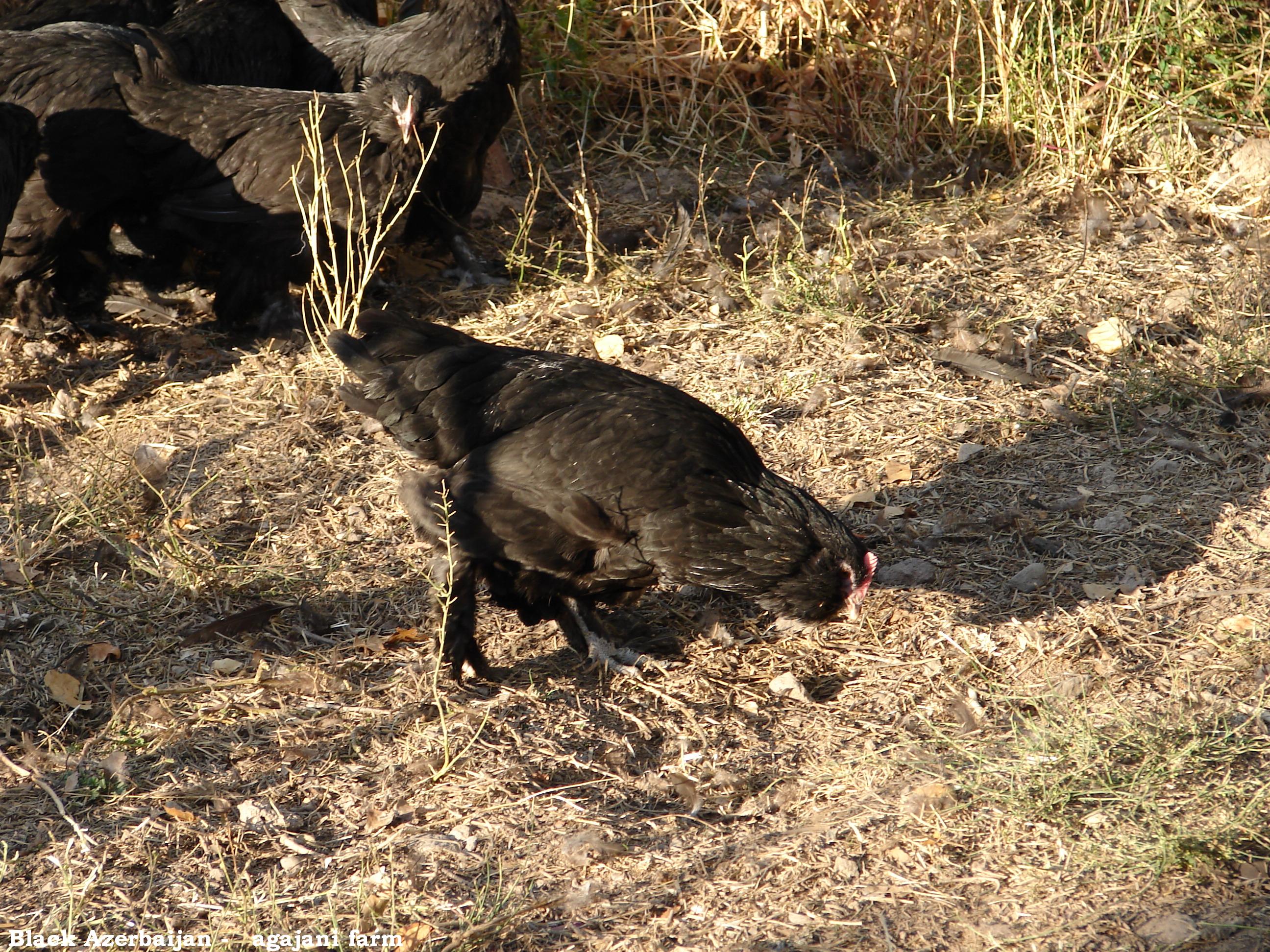 black Azerbaijan ploutry breeds