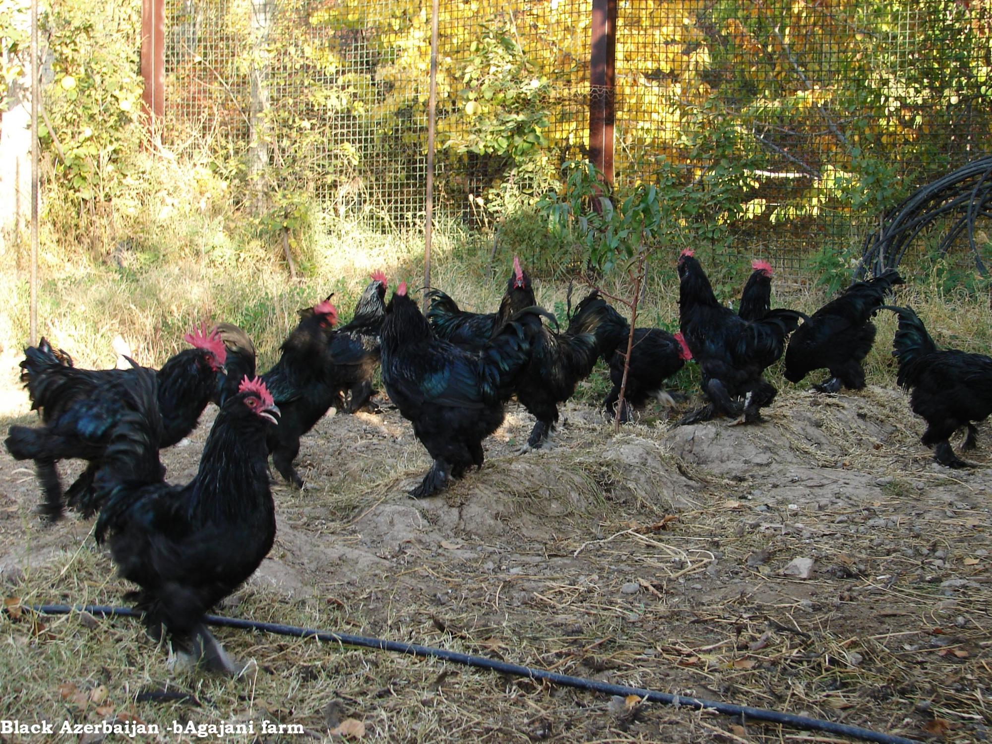 black Azerbaijan ploutry breeds