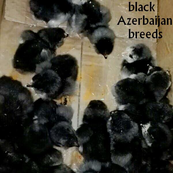 black Azerbaijan