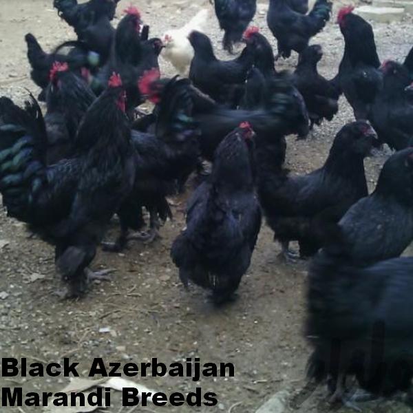 black Azerbaijan