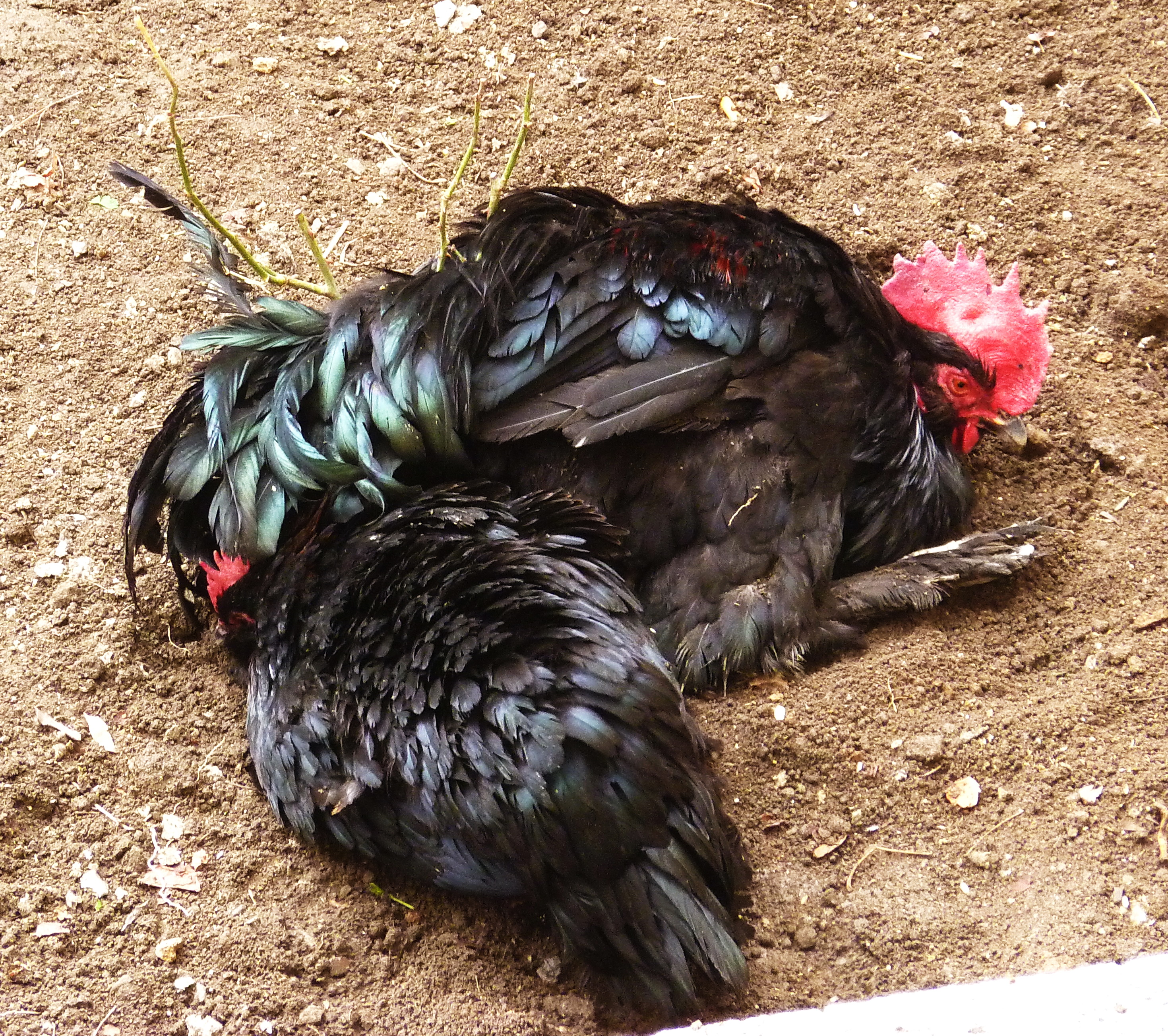 BLACK AZERBAIJANS
