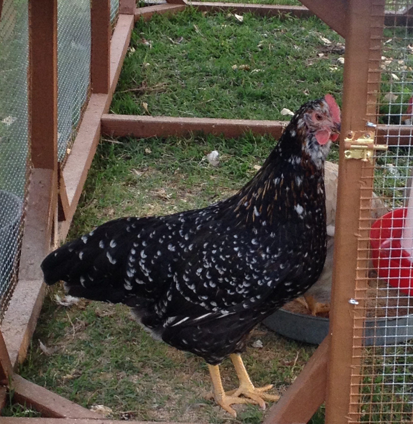 Black base German pullet