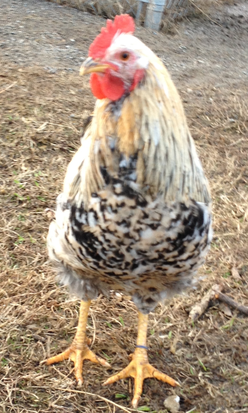 Black base snoleopard cockerel