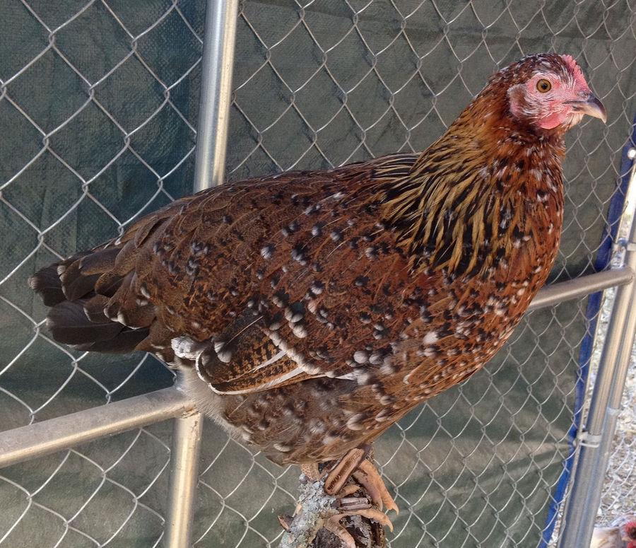 black based chocolate Mille Fleur pullet at 4 months