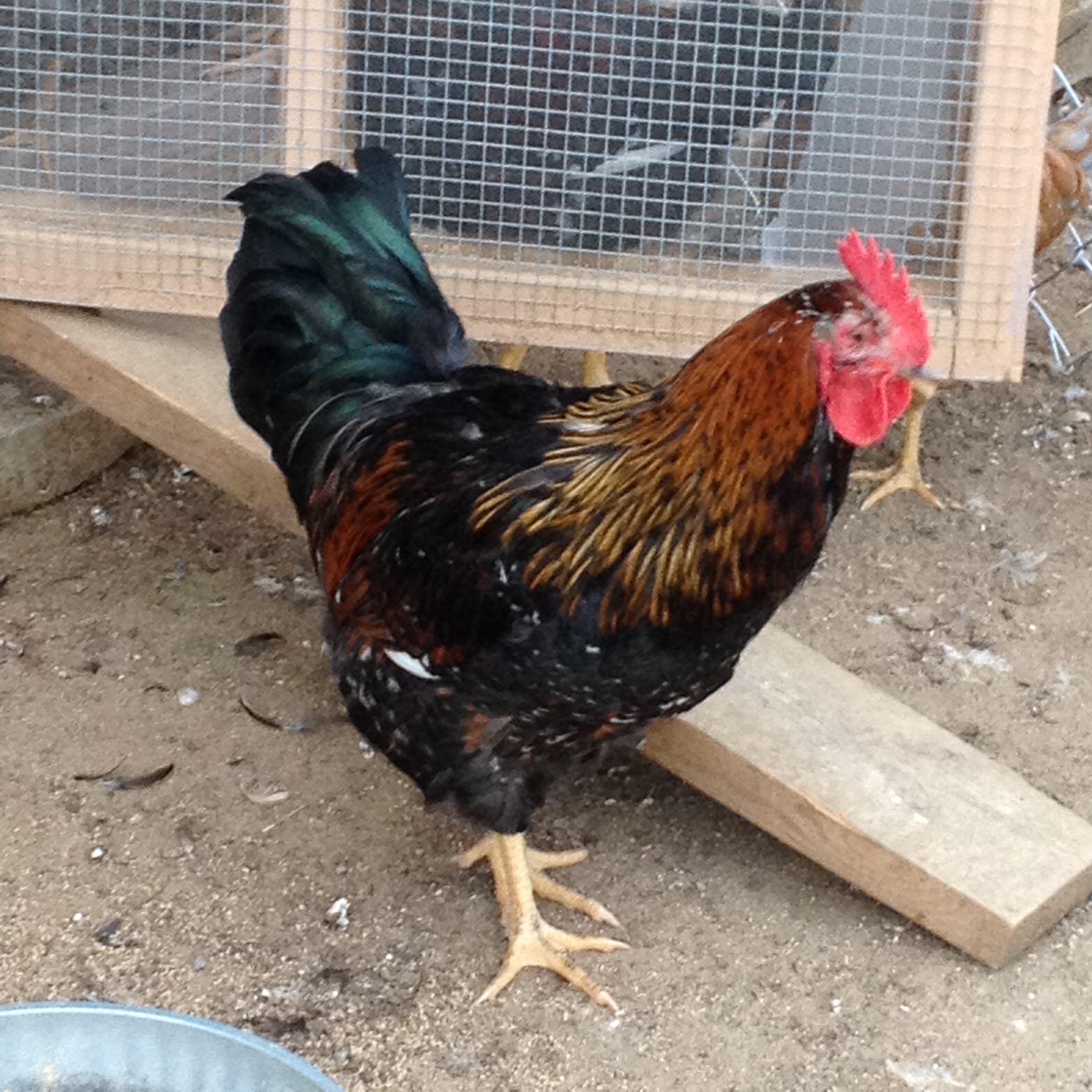 Black based cockerel 4 months old