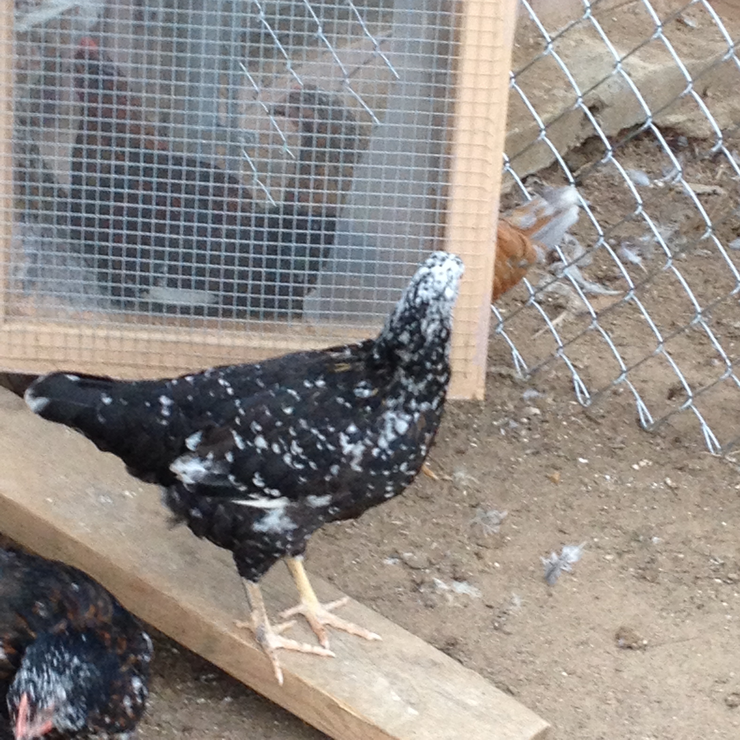 Black based German pullet 4 months old