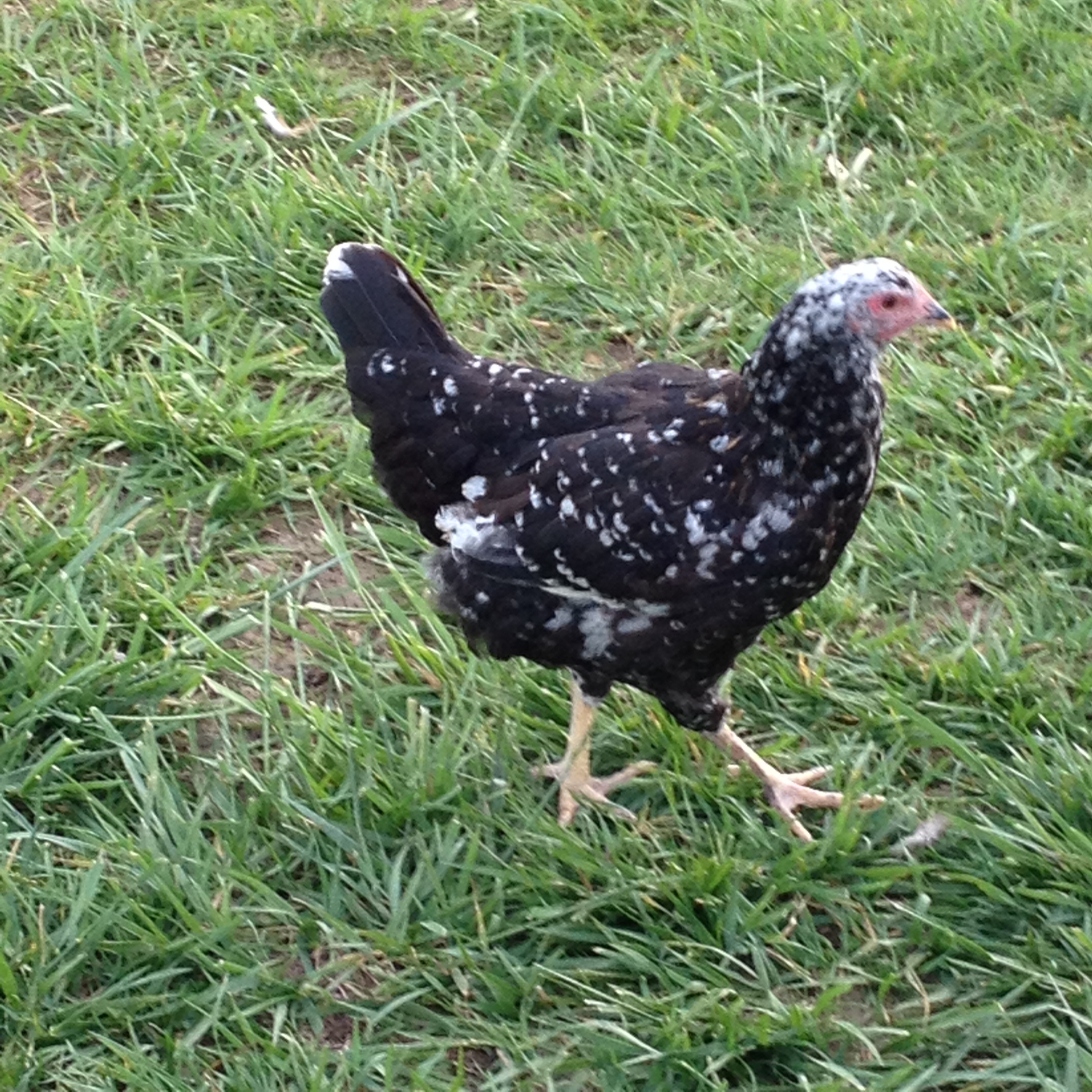 Black based german teenager pullet