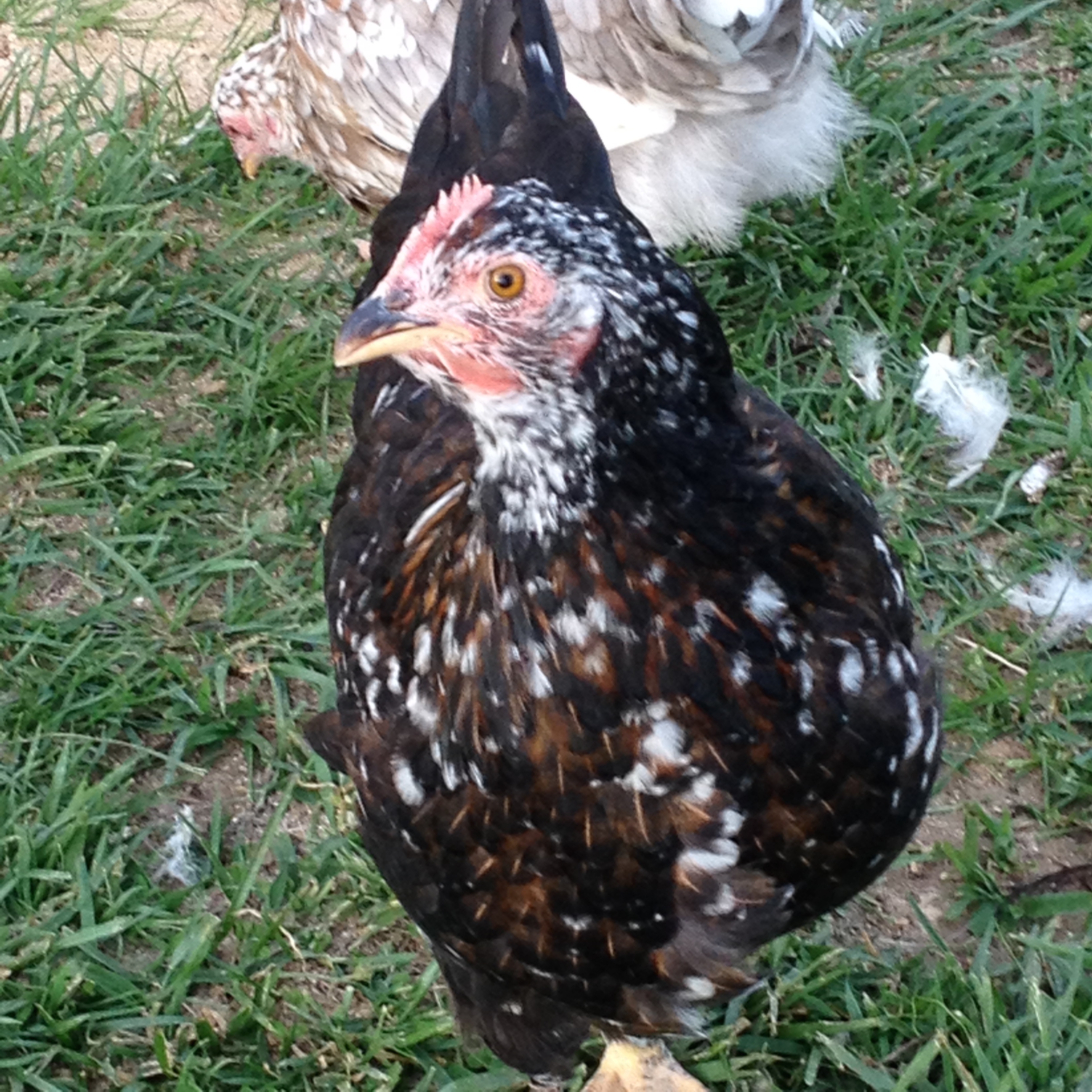 Black based teenager/ German decent