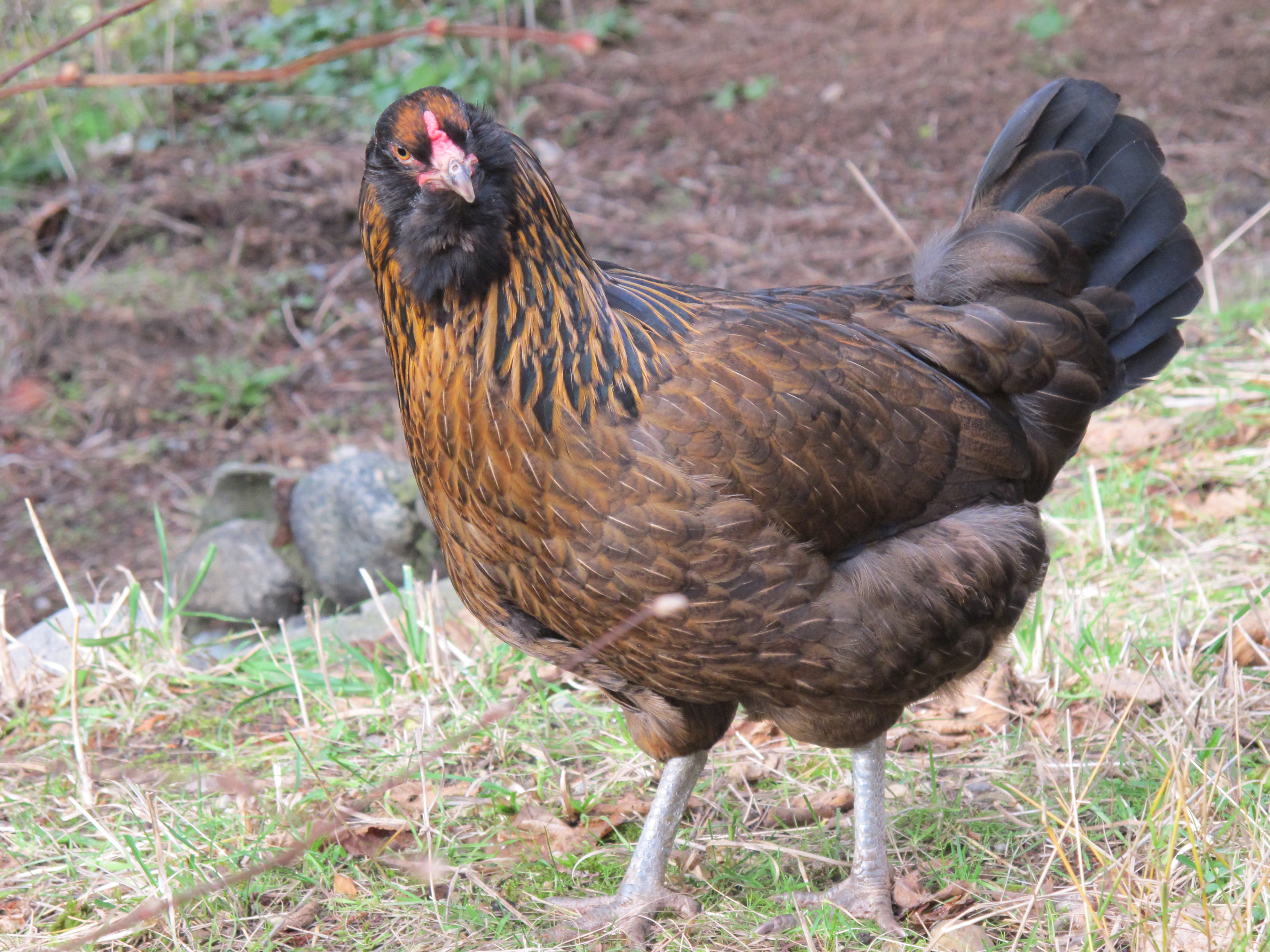 black bearded easter egger