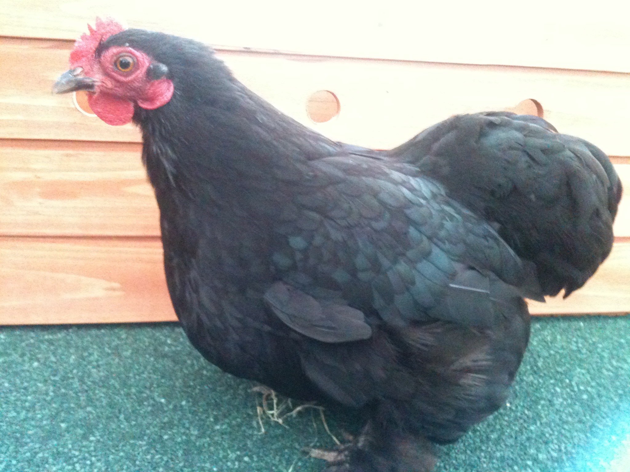 Black Beauty our Bantam