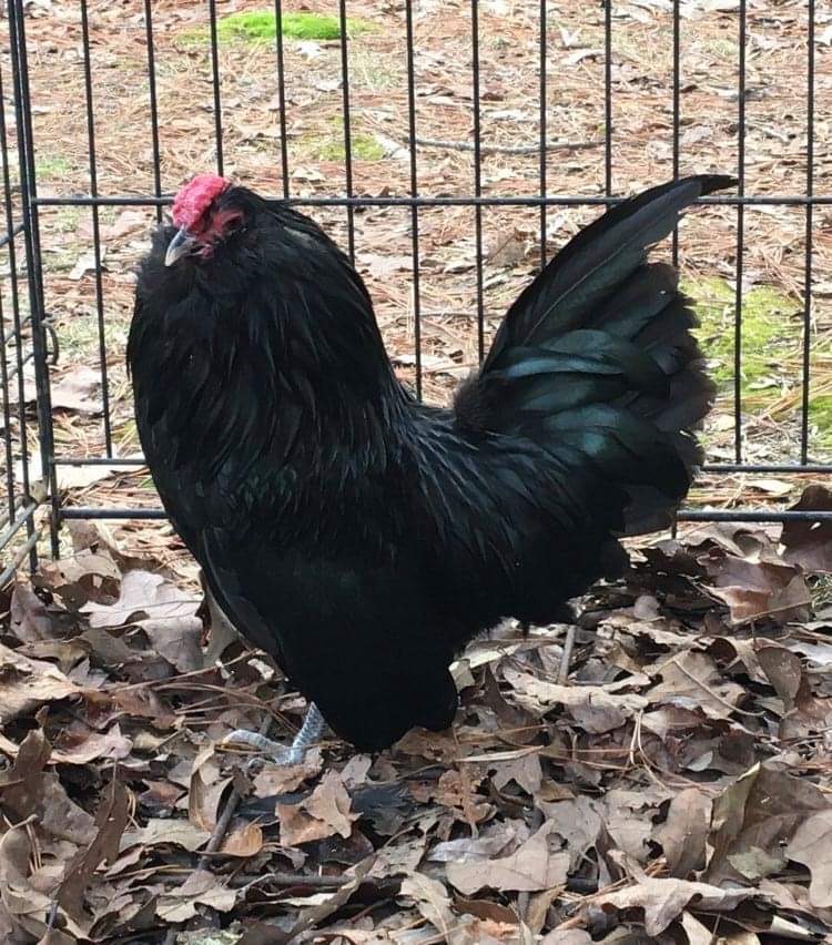 Black Belgian Bearded d’Anvers cock