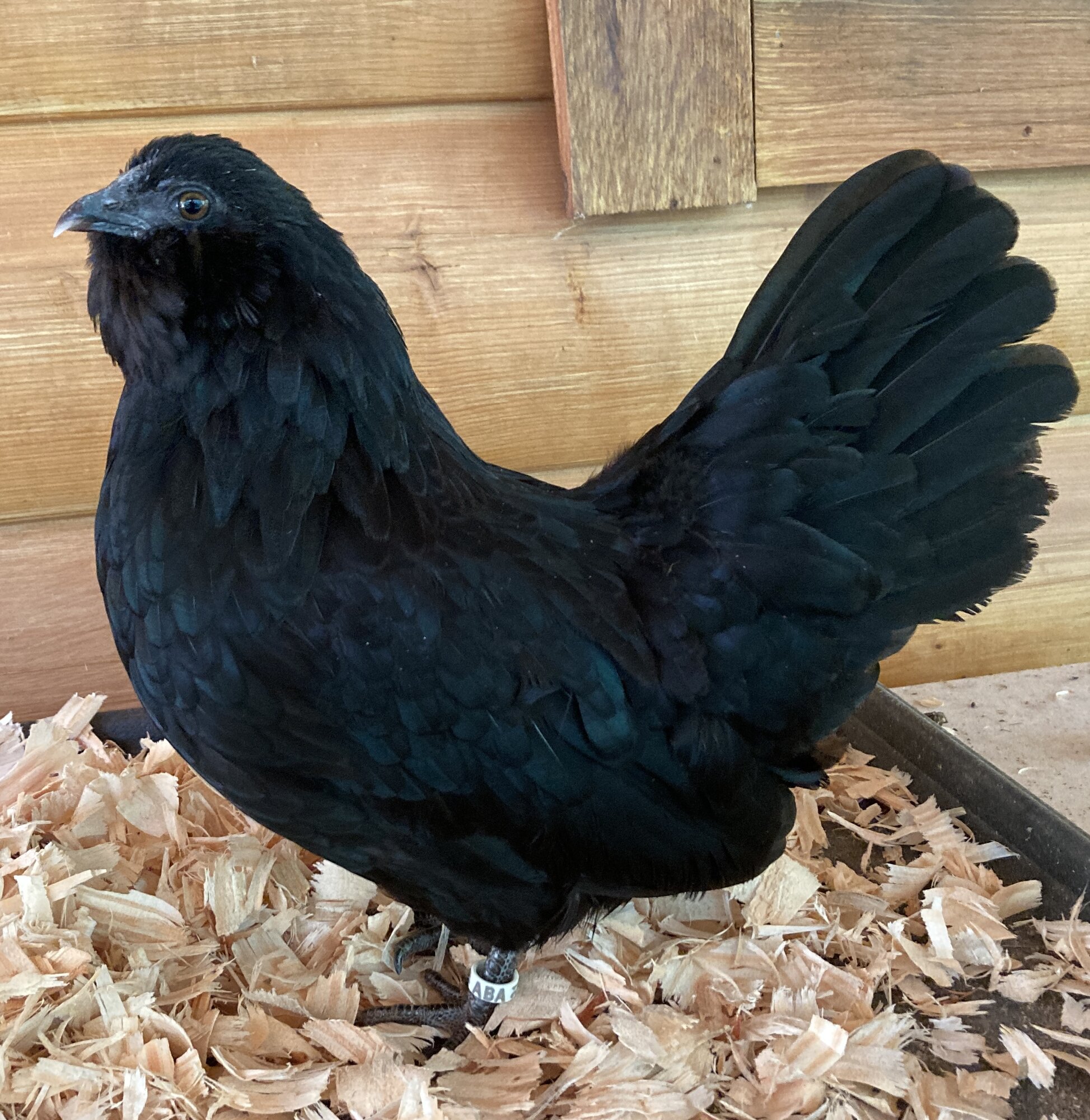 Black Belgian Bearded d’Anvers pullet