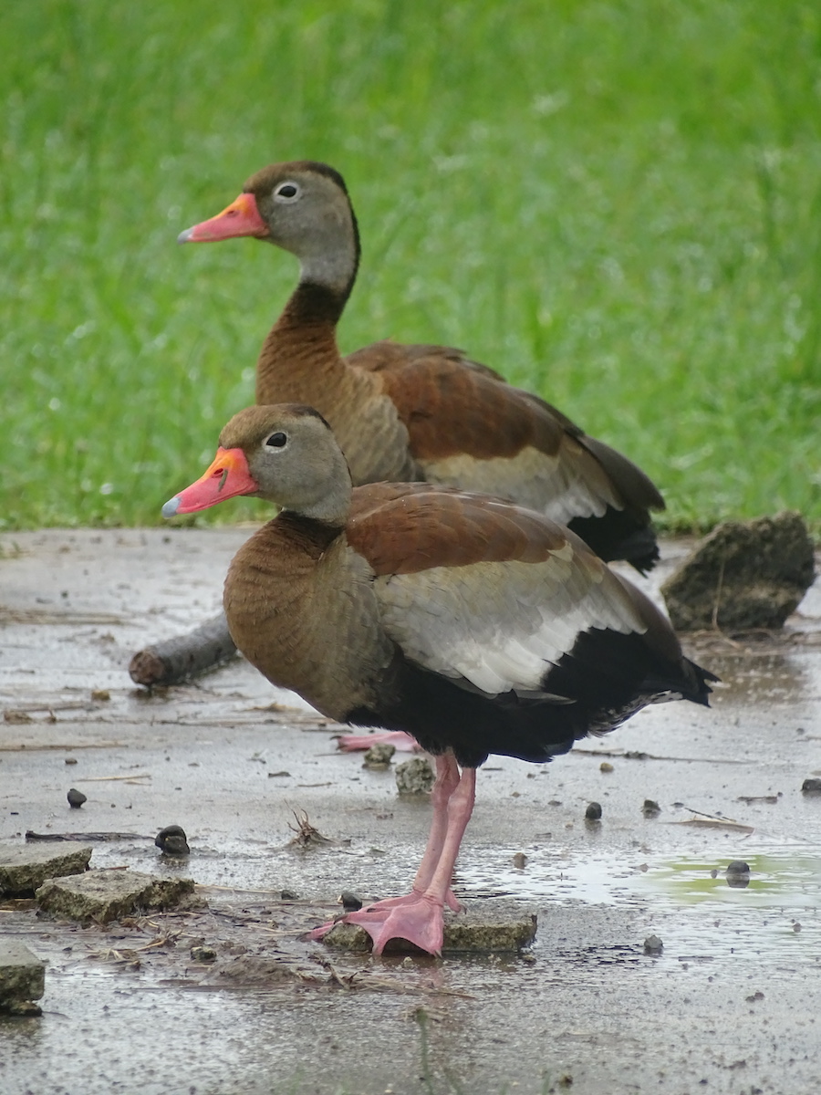 Black-bellied whistling duck