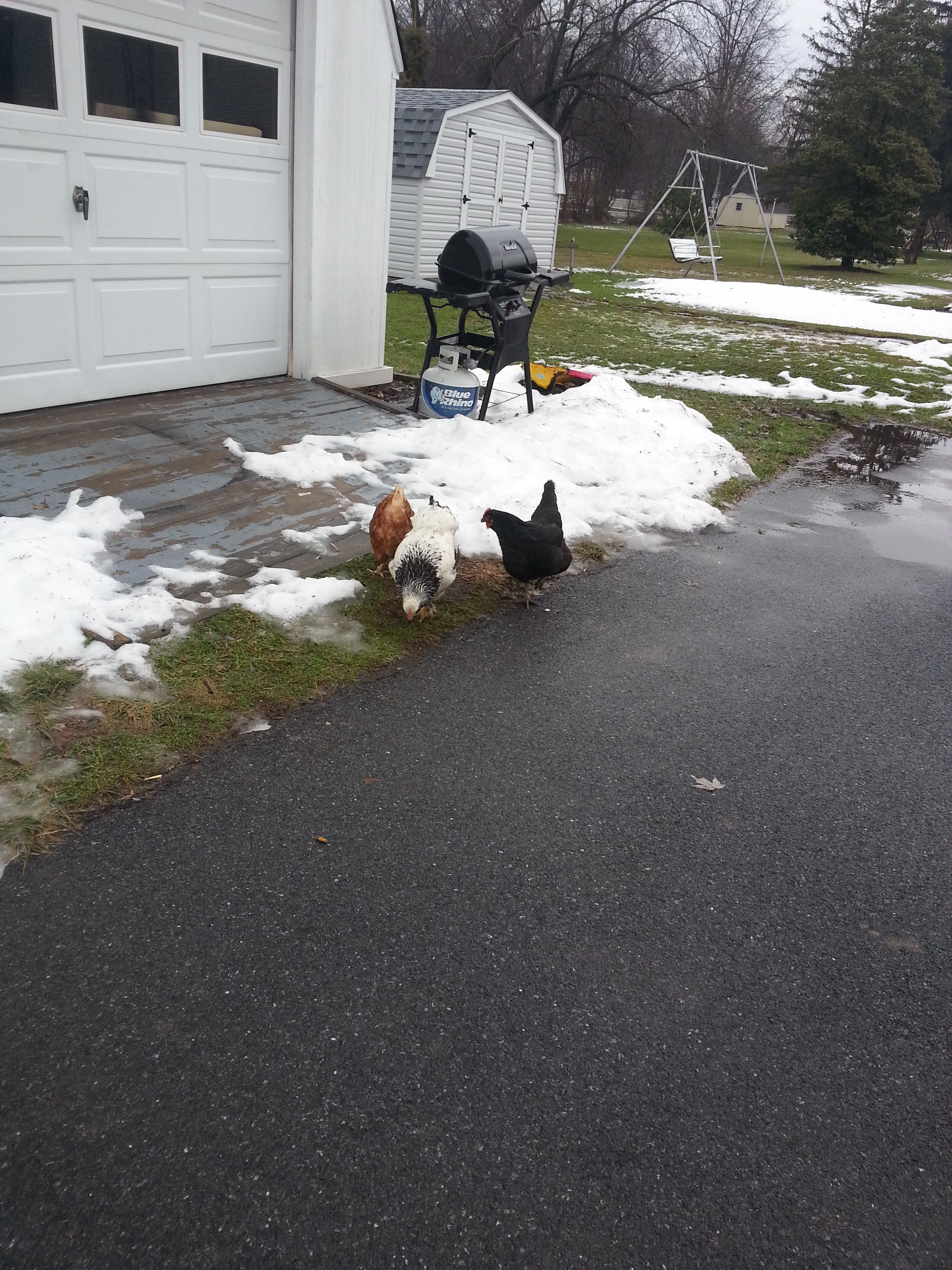 Black Betty, Perscilla , and Louise searching for exposed grass in the cold winter