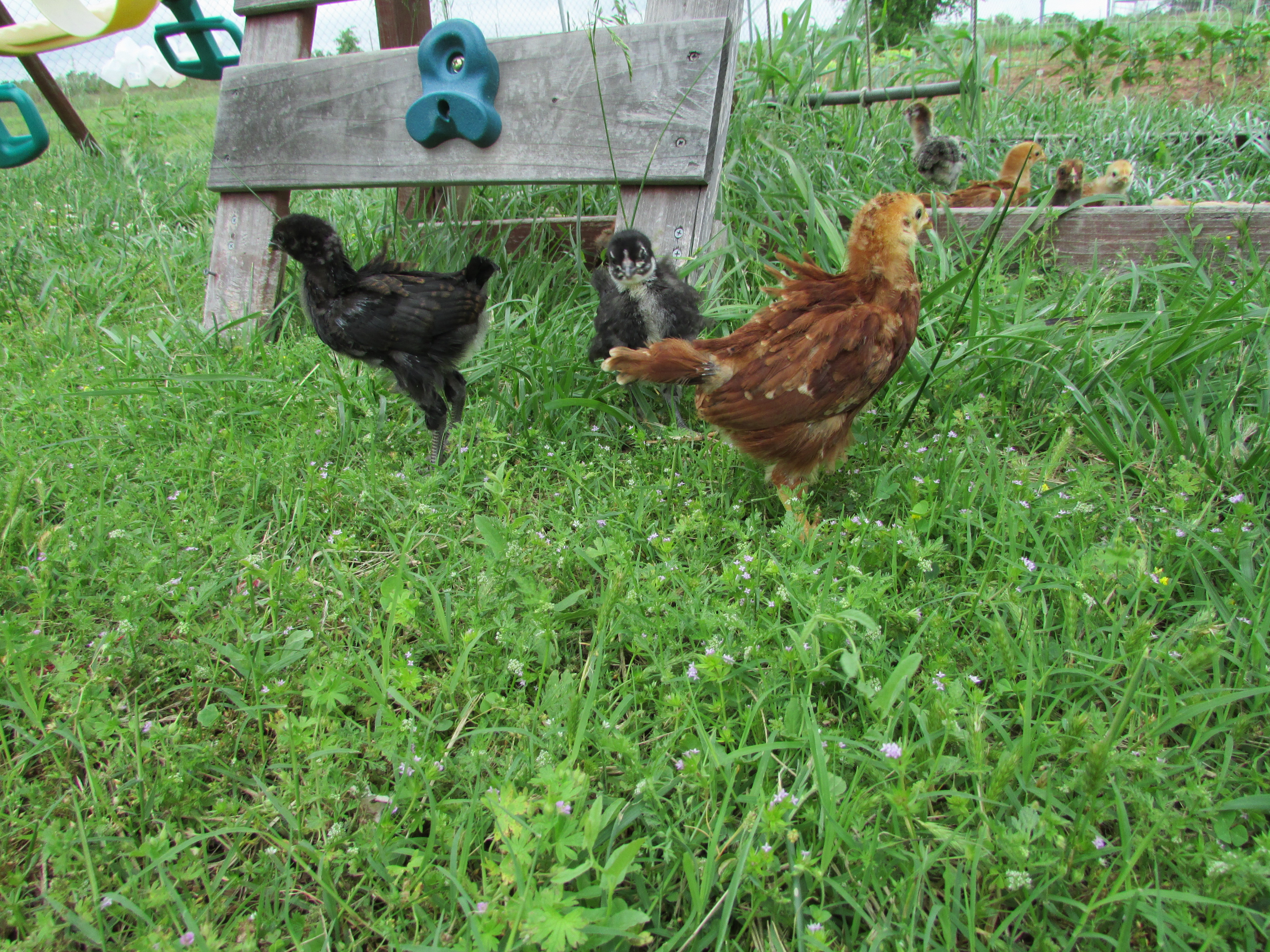 Black Betty, Sweetie, Red ( Rhode Island Red)