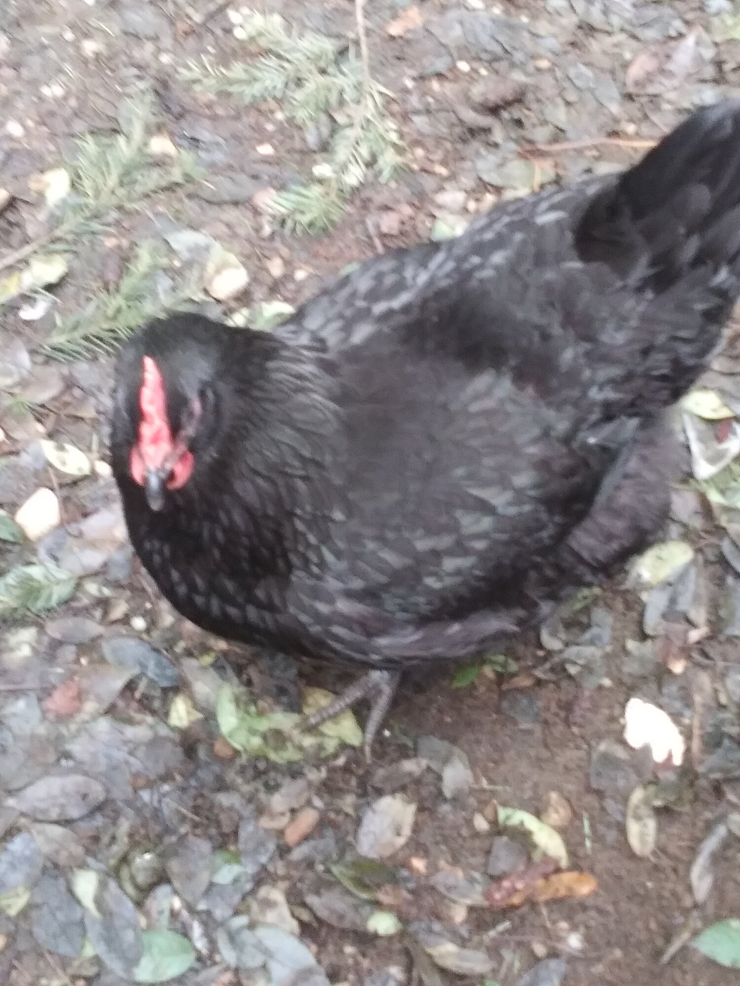 Black Betty