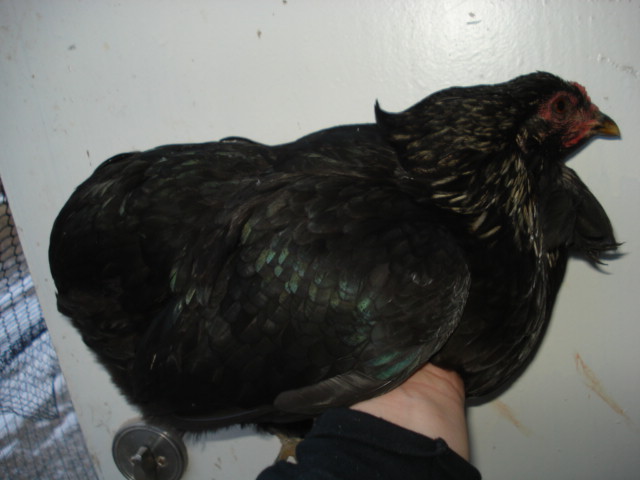 Black birchen-ish hen. Hatched 2011, summer. Has one massive tuft and one smaller tuft.