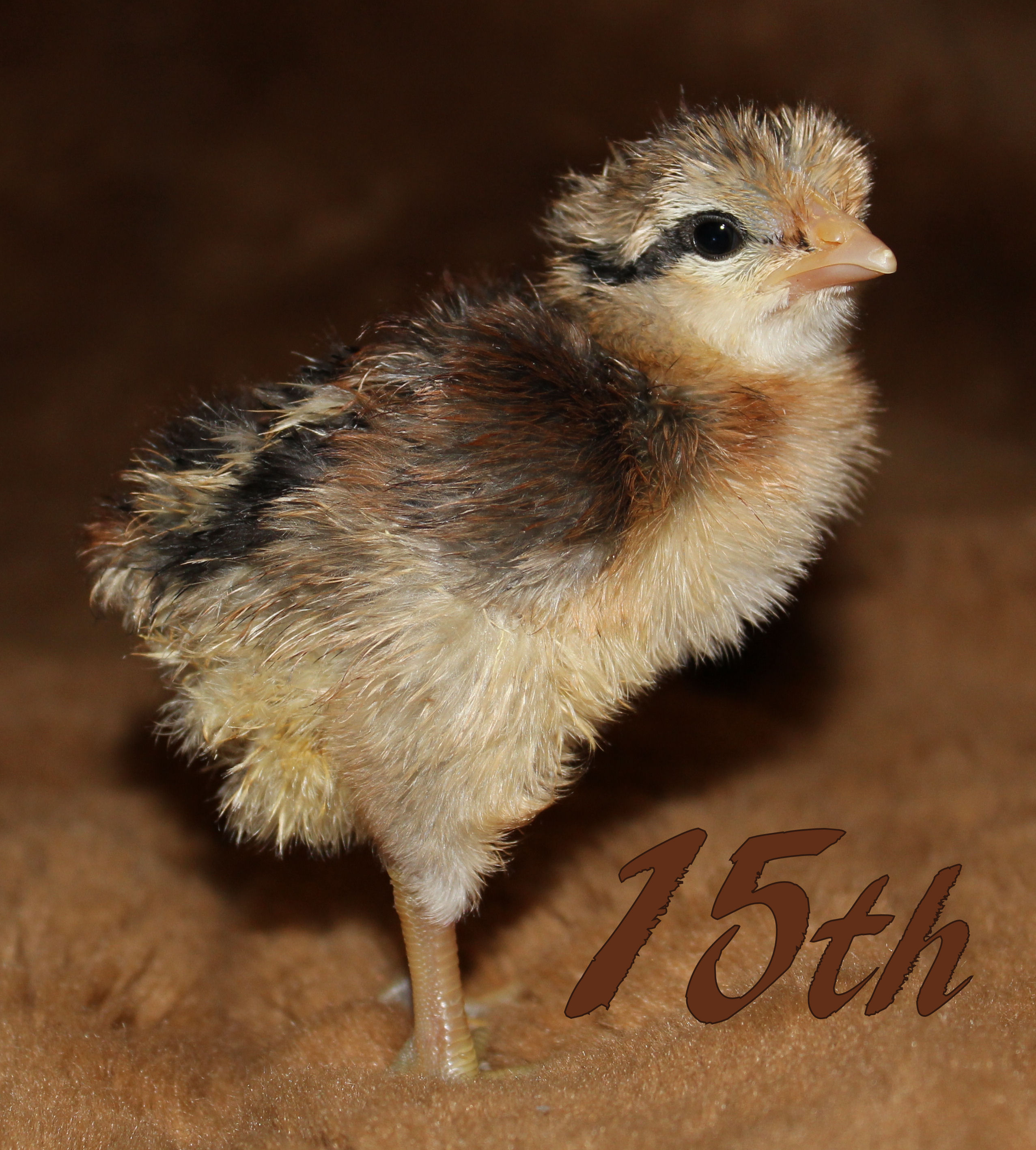 Black Breasted Red Modern Game. The youngest and newest. She's going to stay that way, too, as there are no more hatching! She was still drying off after hatching here, which is why she looks crusty. We will see what this one has in store when she gets a little older!