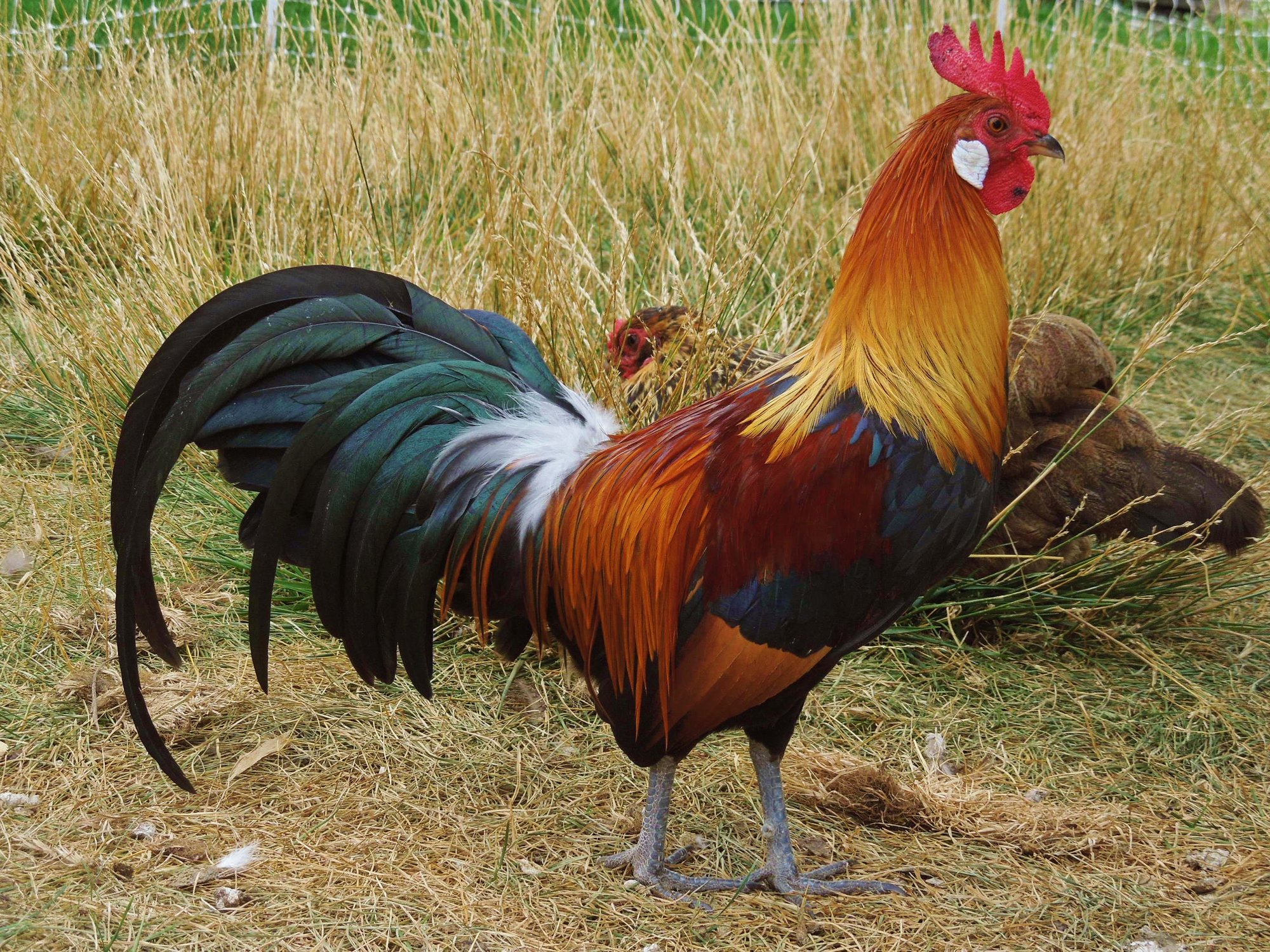 Black Breasted Red Phoenix Cockerel (bantam) BackYard Chickens Learn How to Raise Chickens
