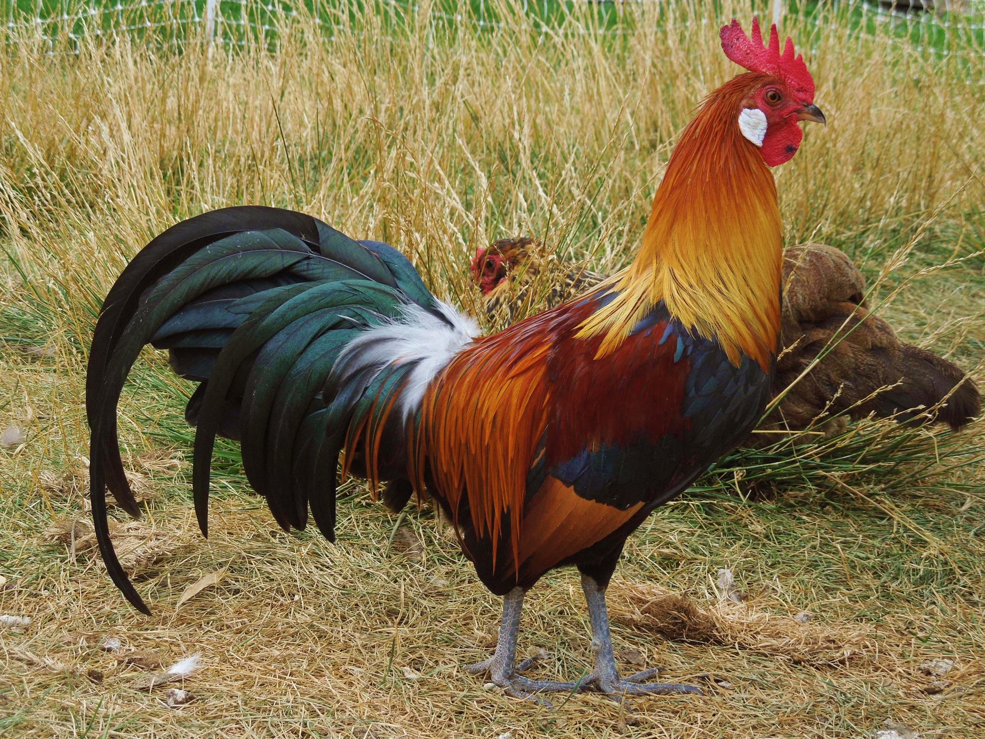 Black Breasted Red Phoenix Cockerel (bantam)