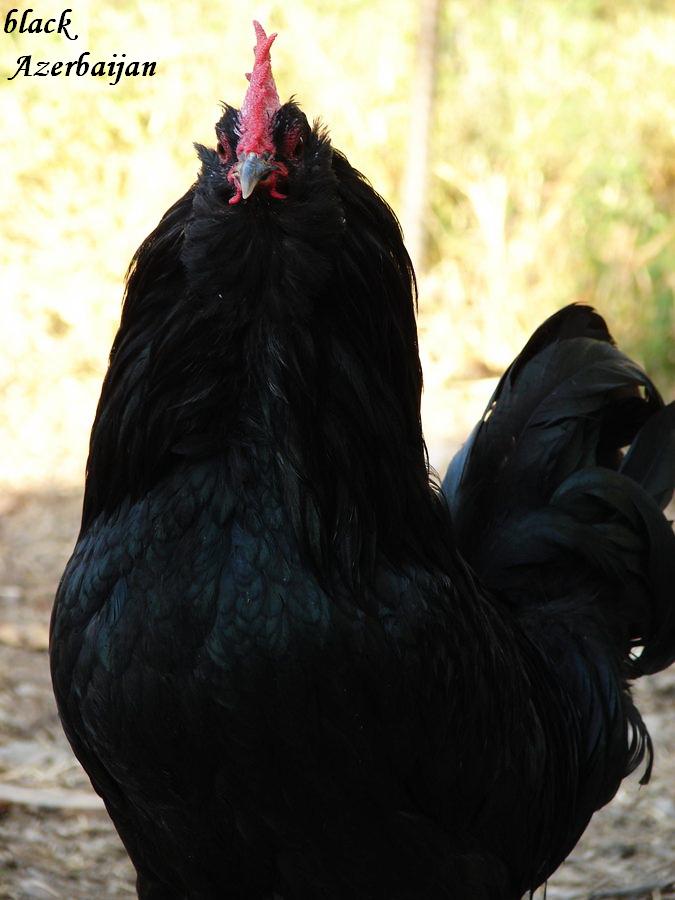 black breeds
rare azerbaijan black