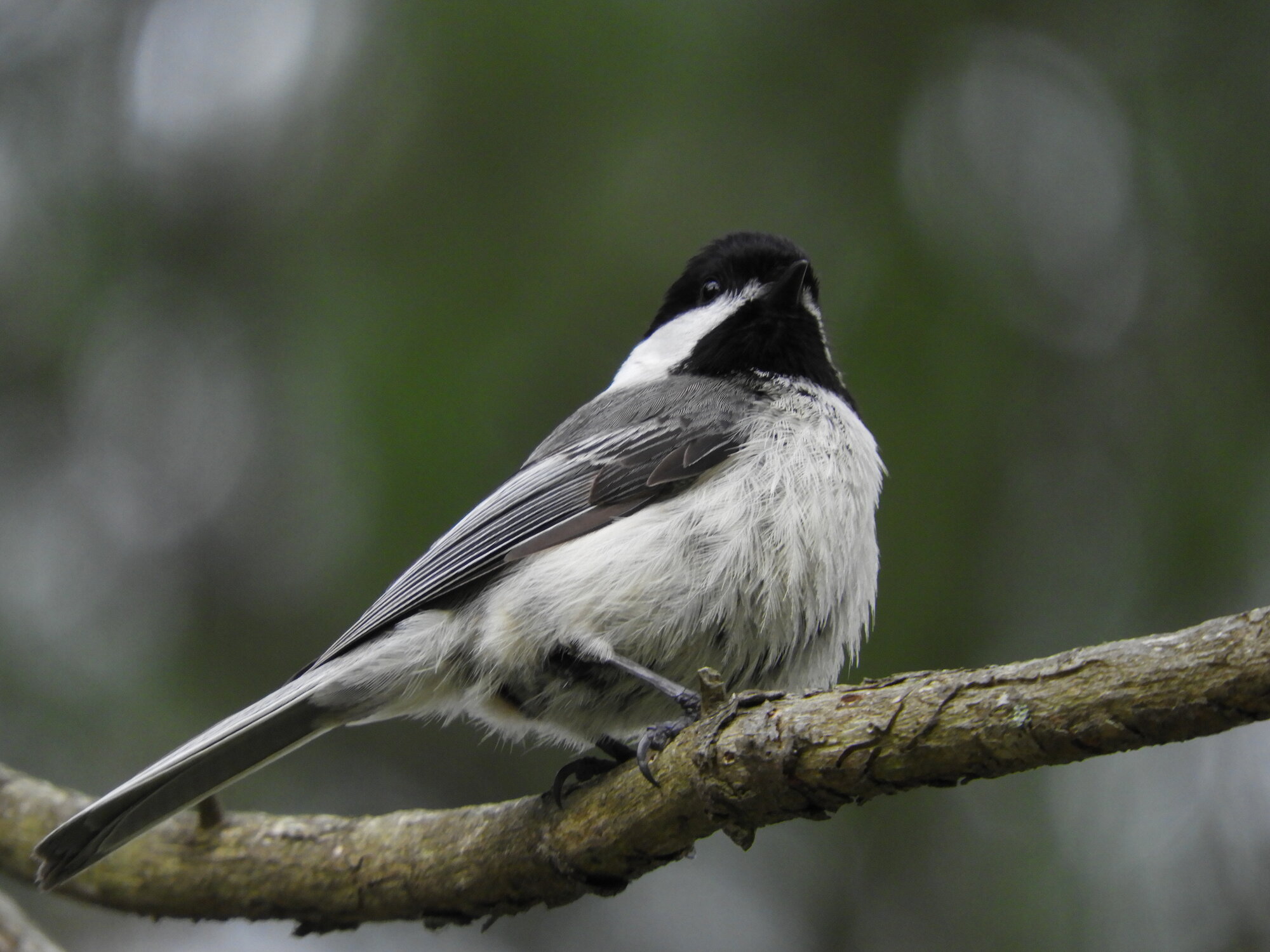 Black Capped Chickadee #2
