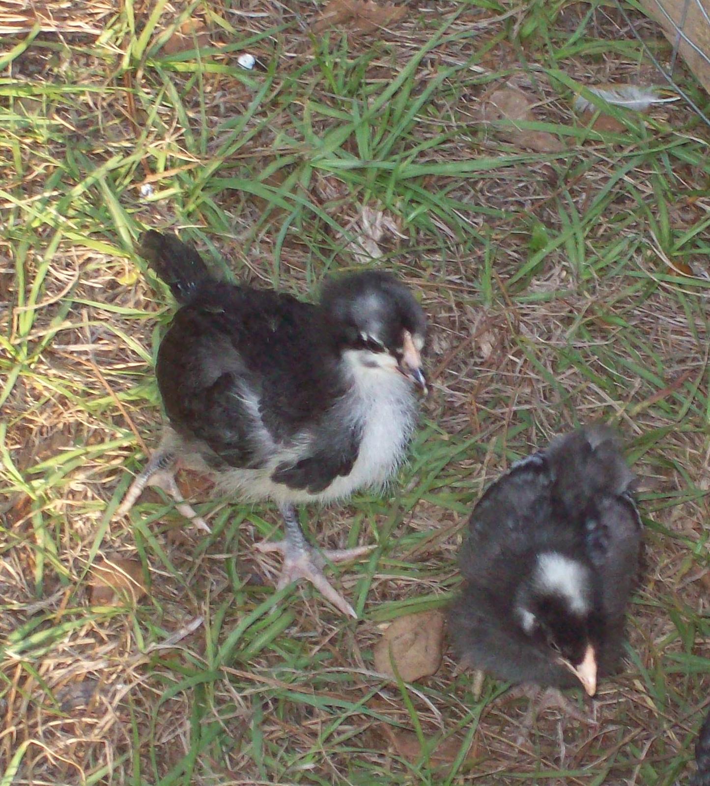 Black chick with white/yellow underside and white wing tips.