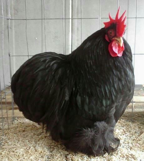 Black Cochin Bantam Cockerel