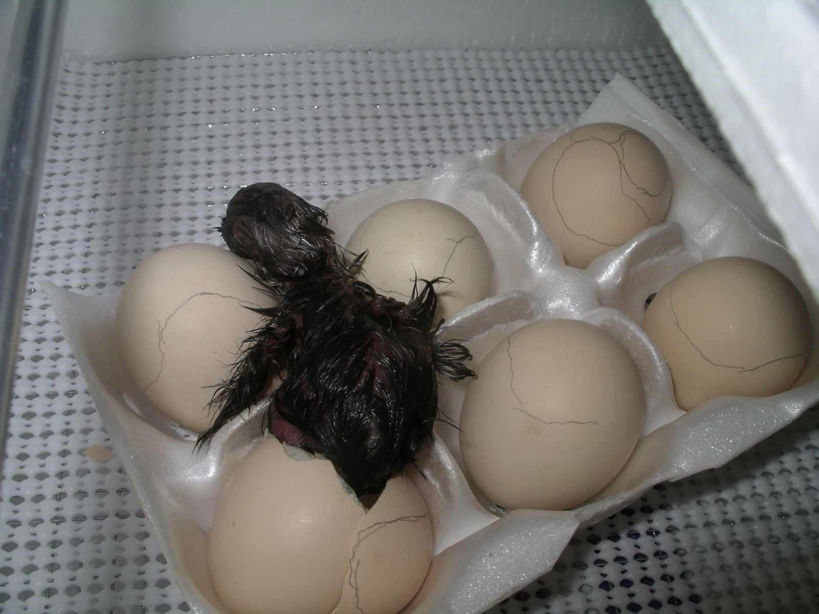 Black Cochin Bantam hatched first 3/28 4:30 A.M.
Named Jasper