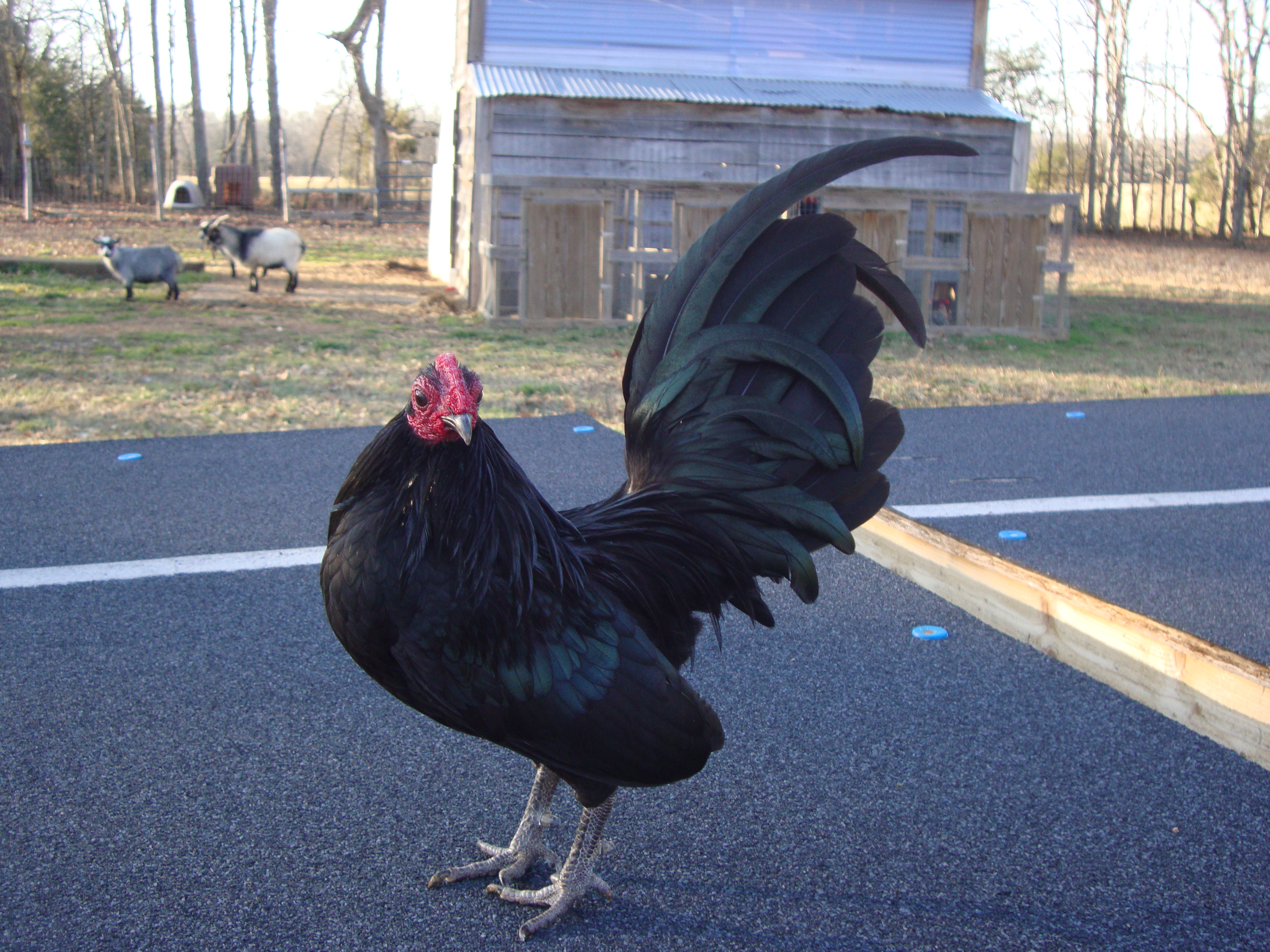 Black Cockerel