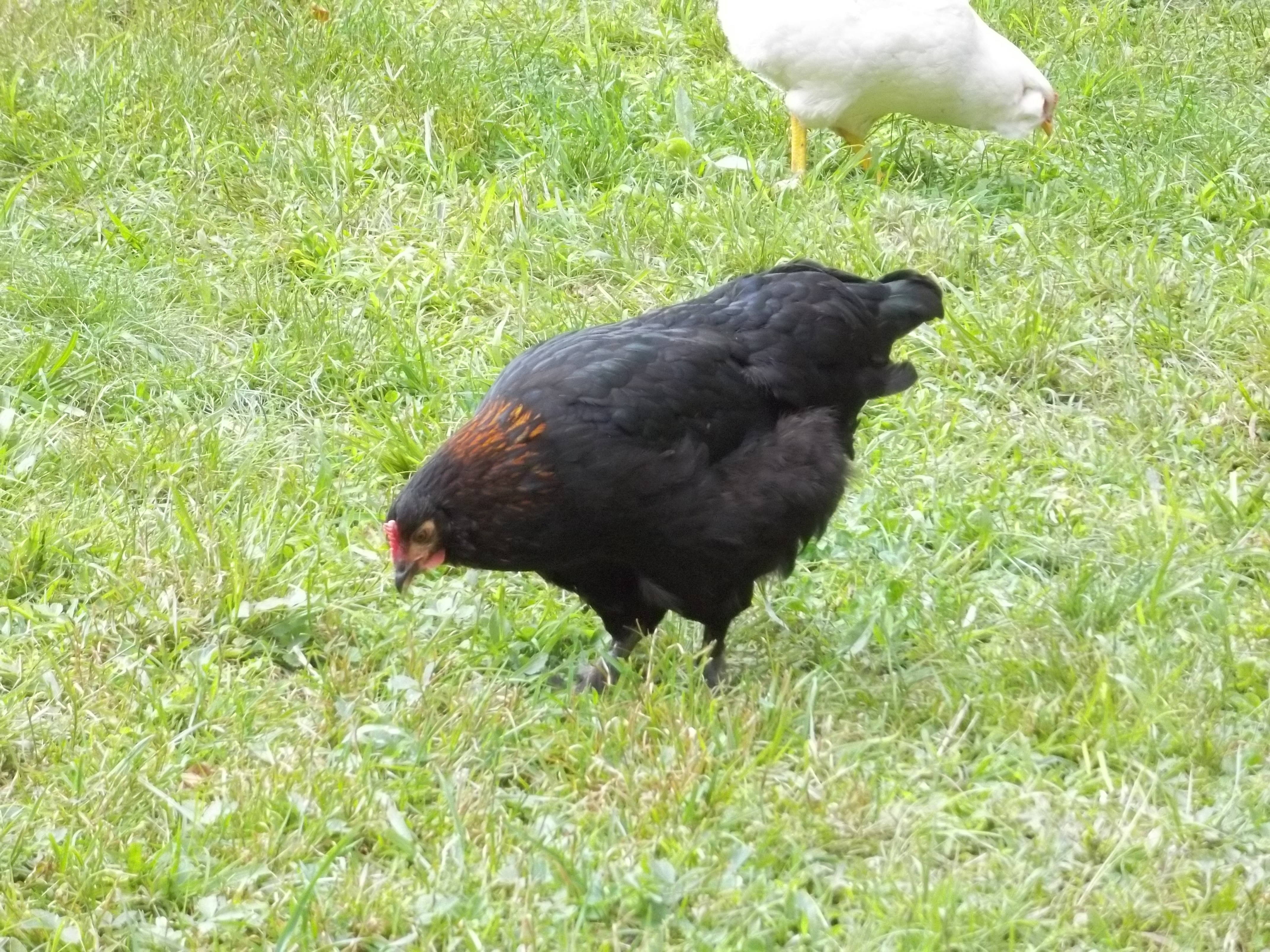 Black Cooper Marar, hen