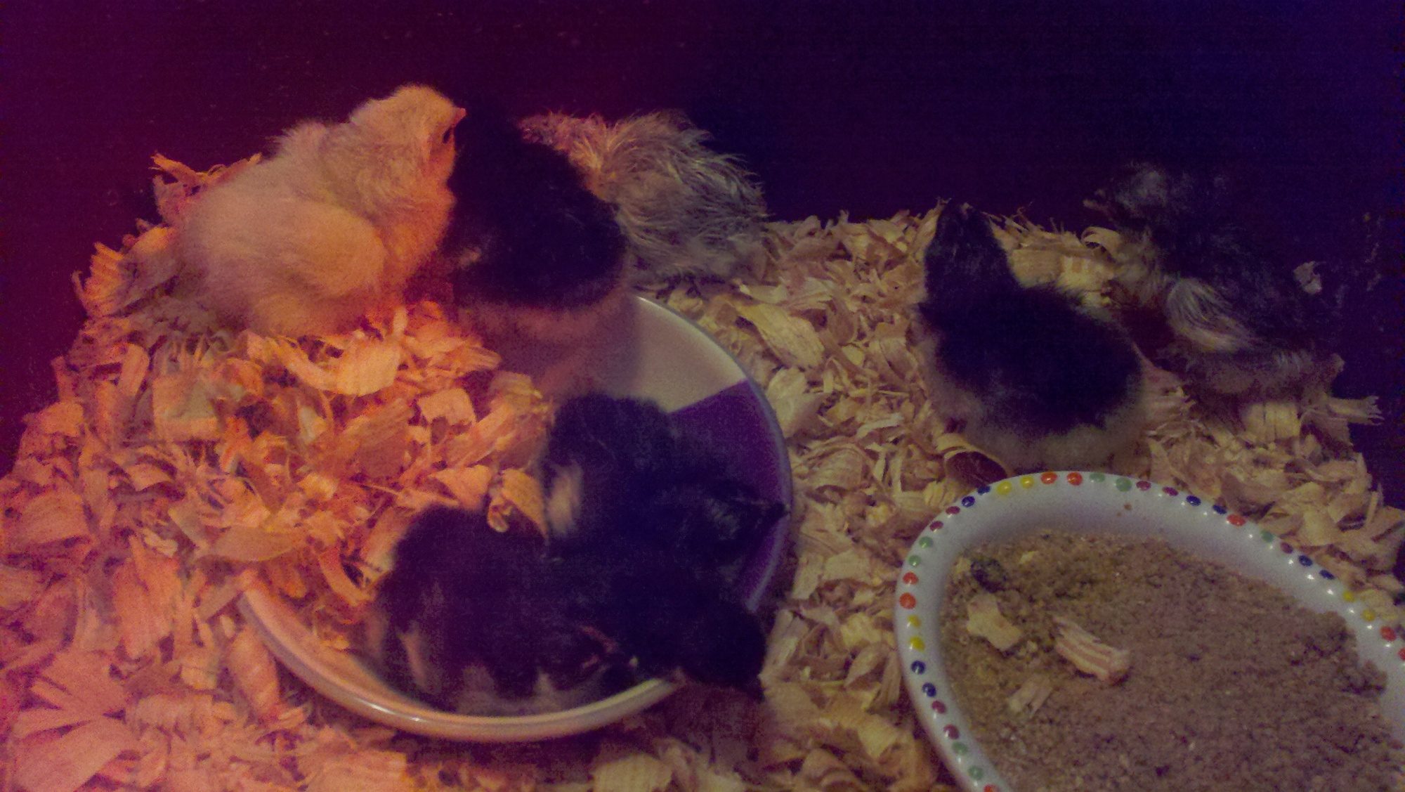 Black Copper and Splash Marans hatched from Charm1704's eggs.  So cute!