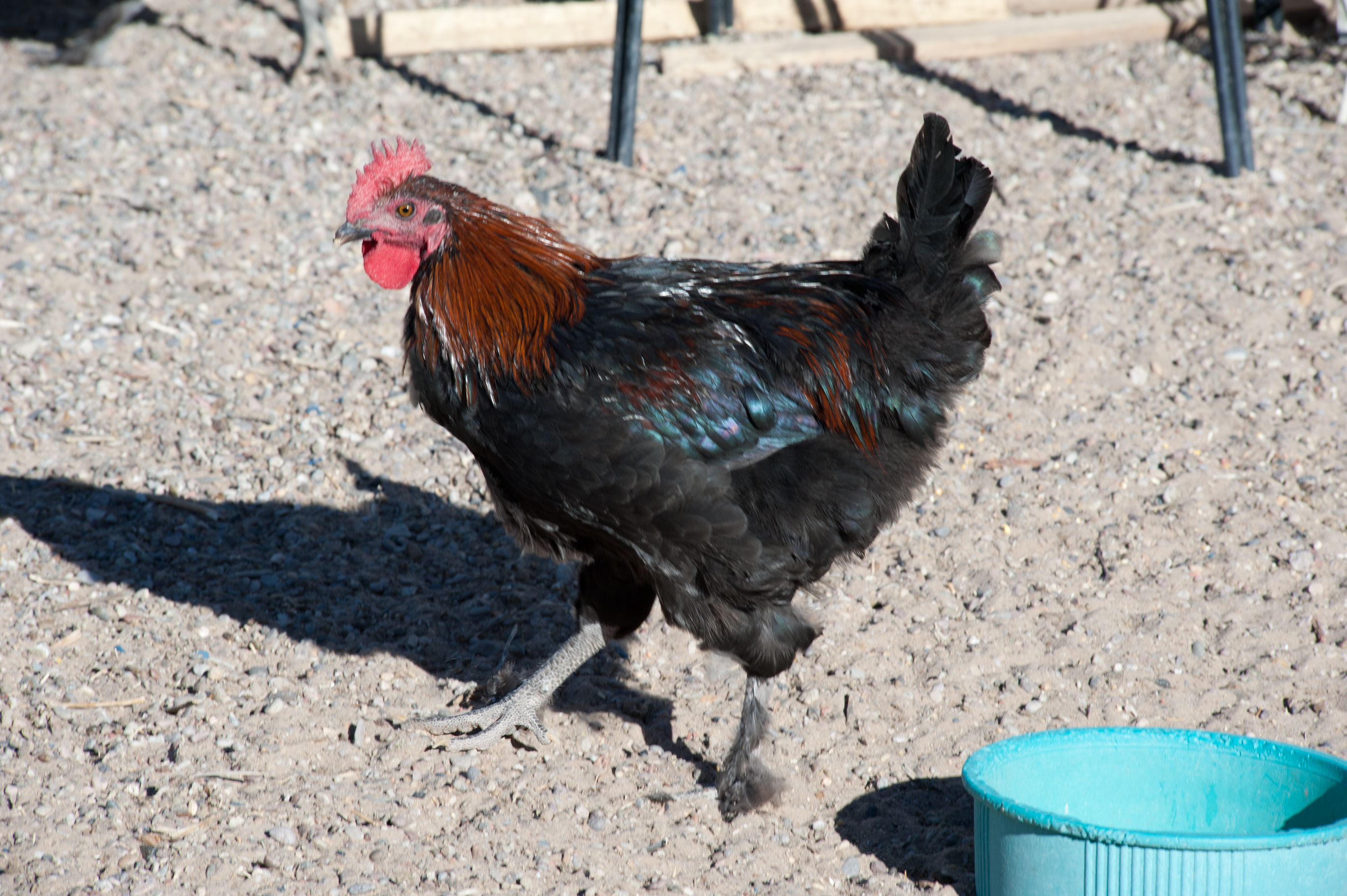 Black Copper cockerel showing the promise of a good, solid frame