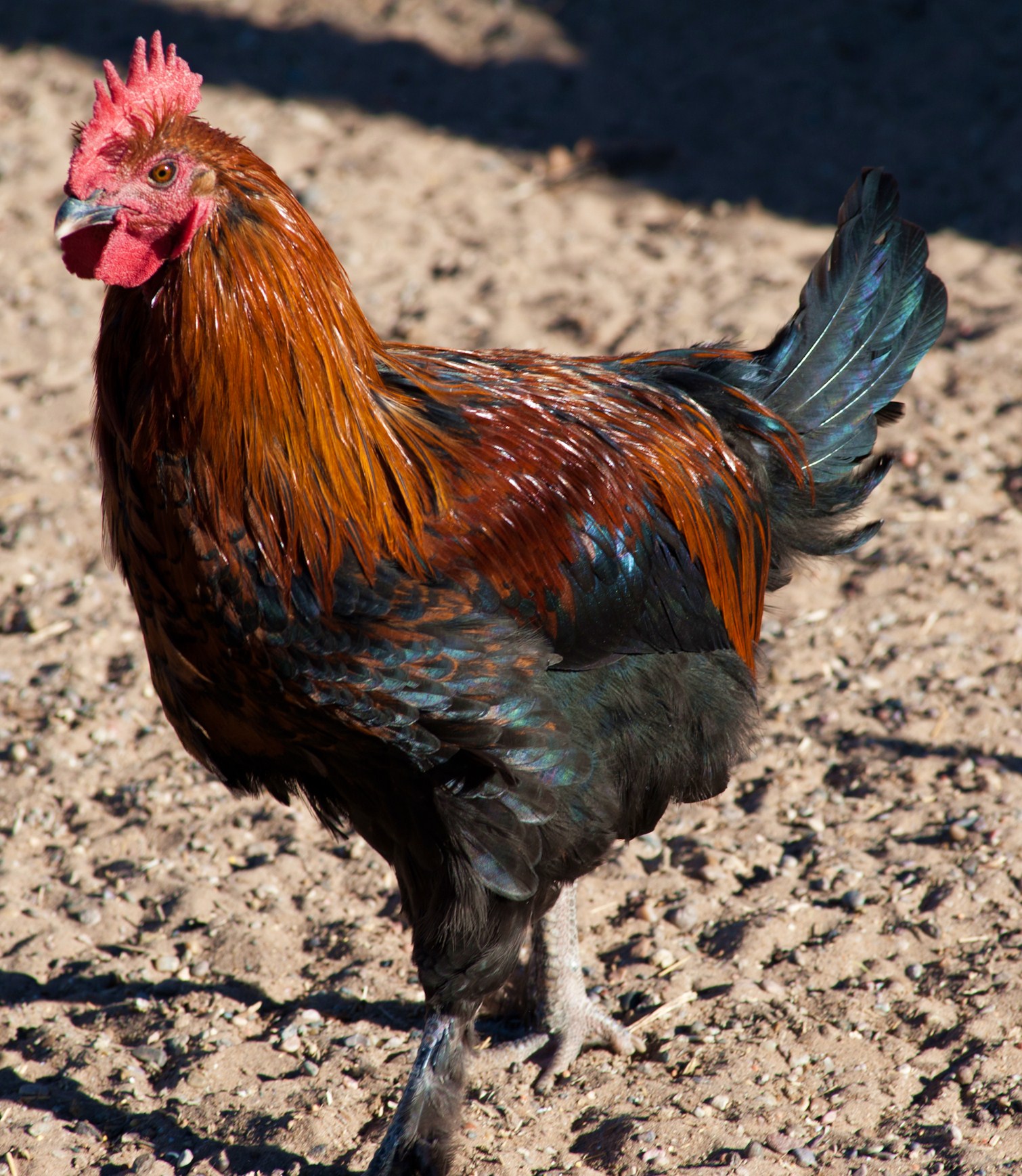Black Copper Cockerel