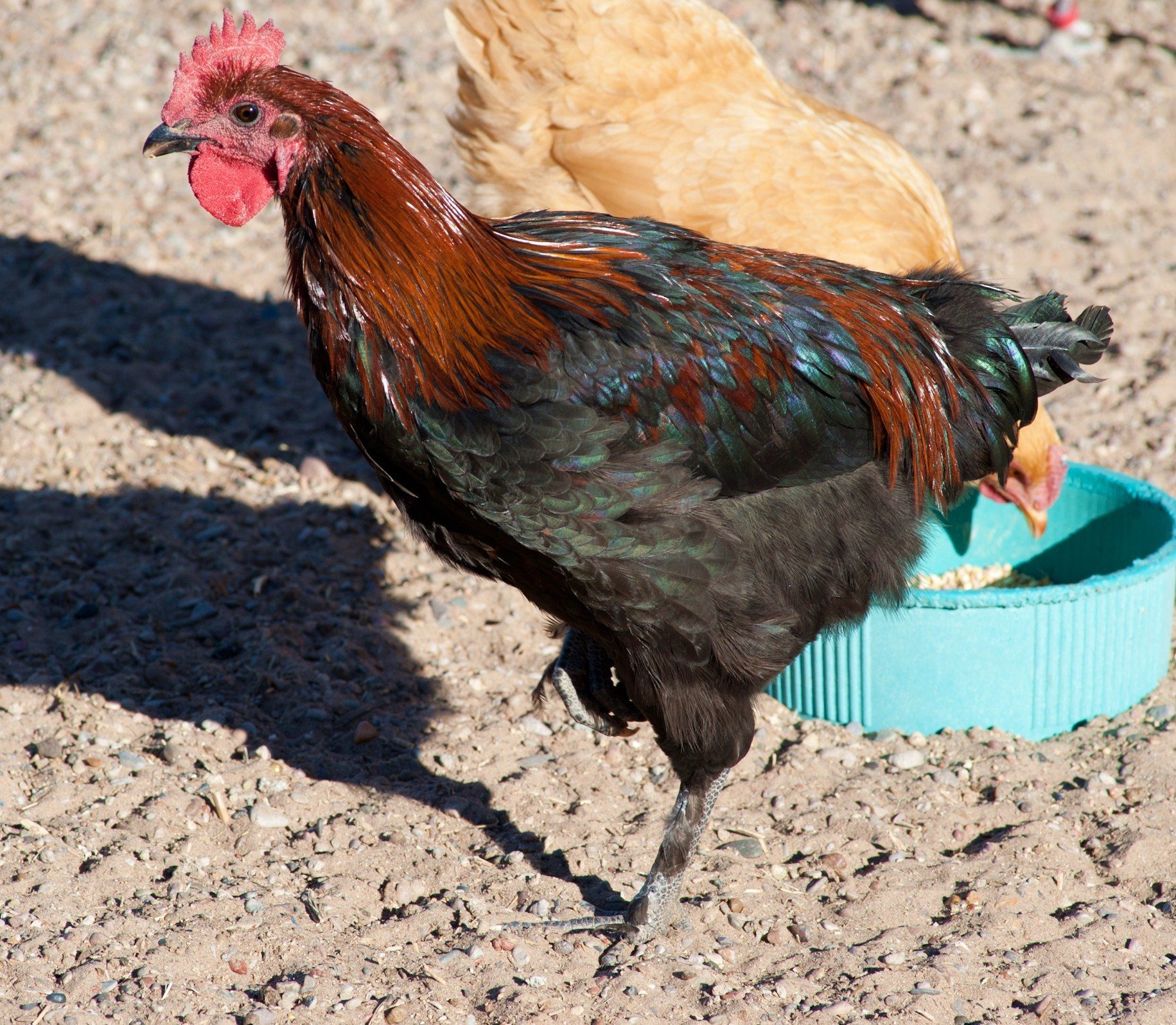 Black Copper cockerel