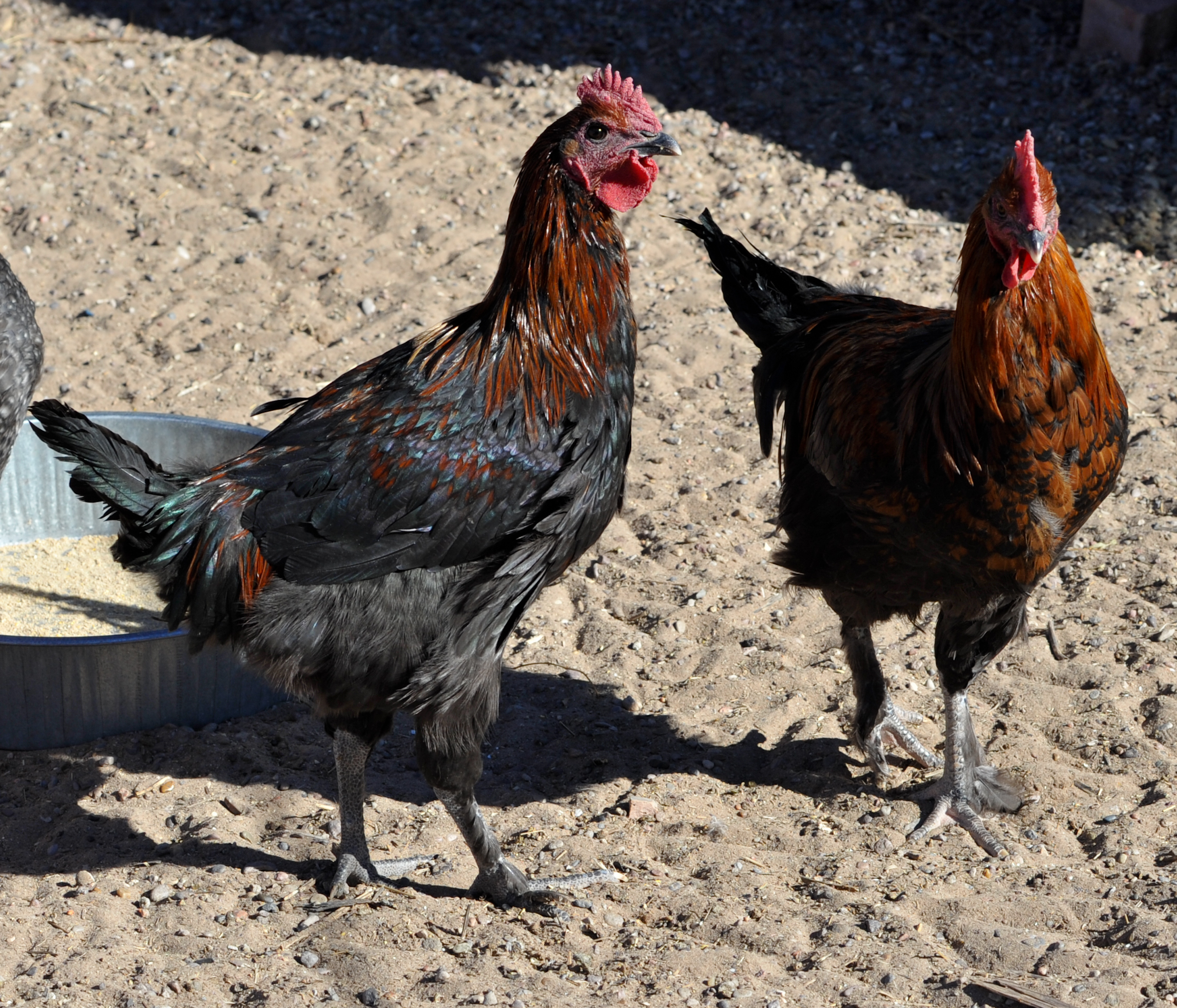 Black Copper Cockerels