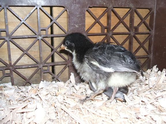 Black Copper Maran 1 week
