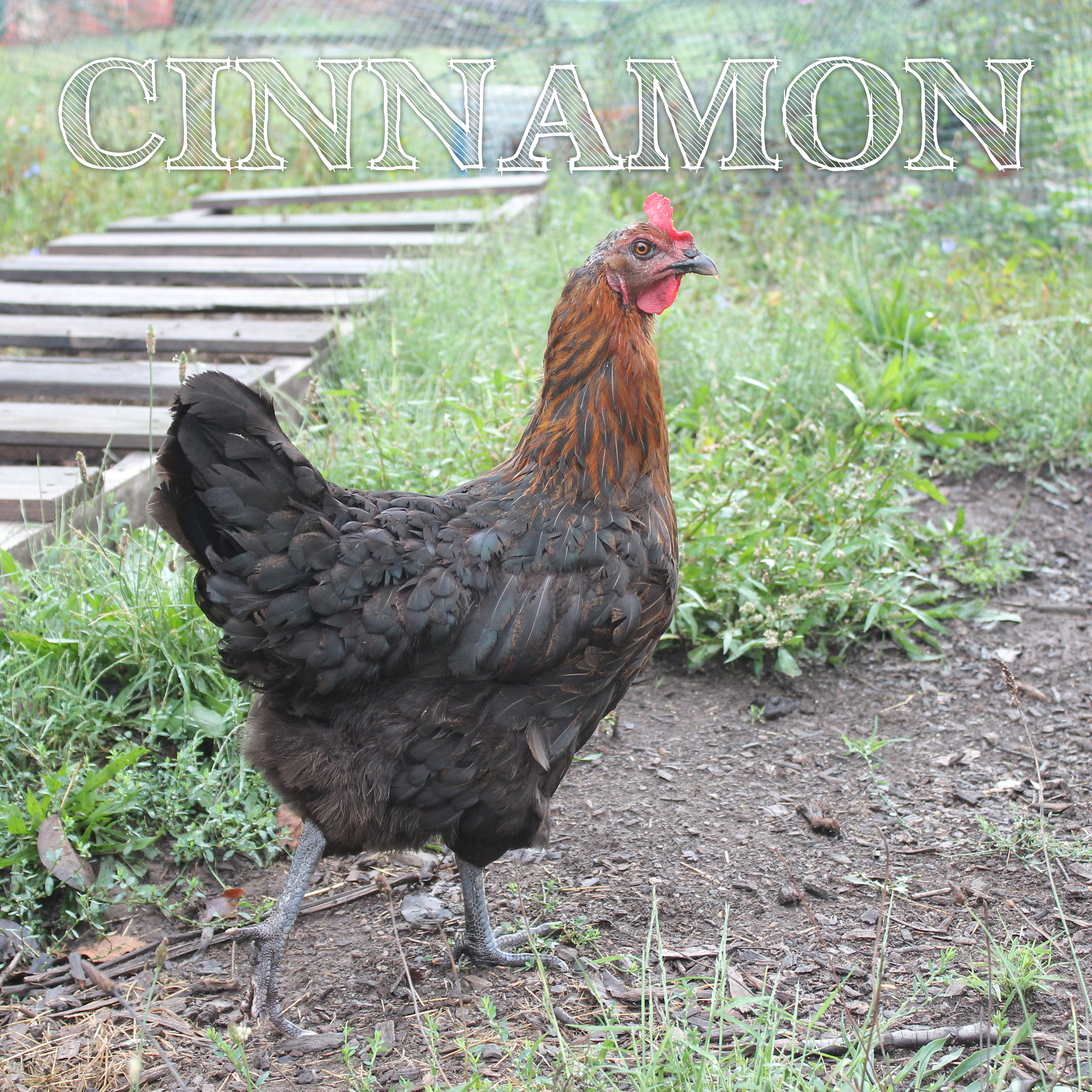 Black Copper Maran x