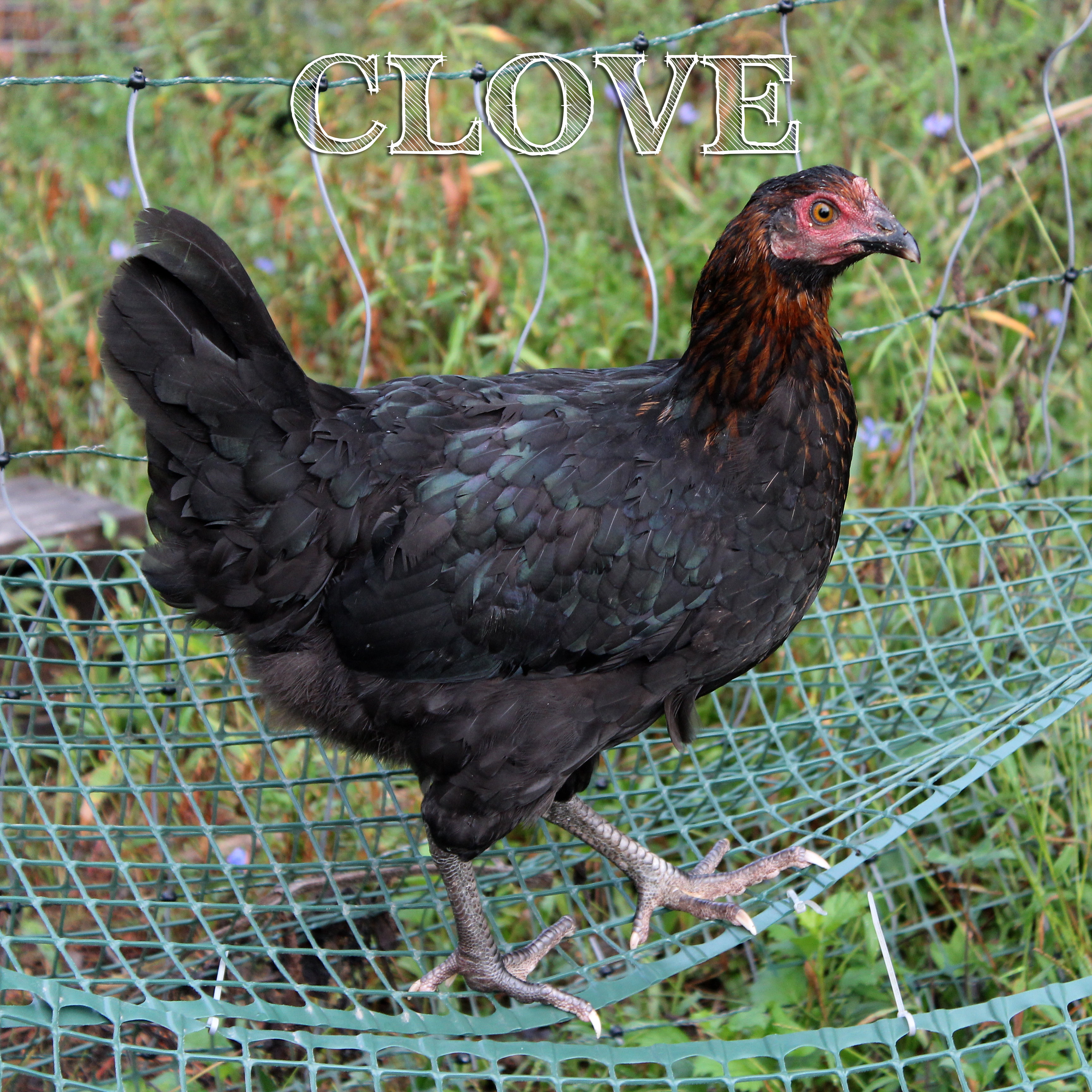 Black Copper Maran x