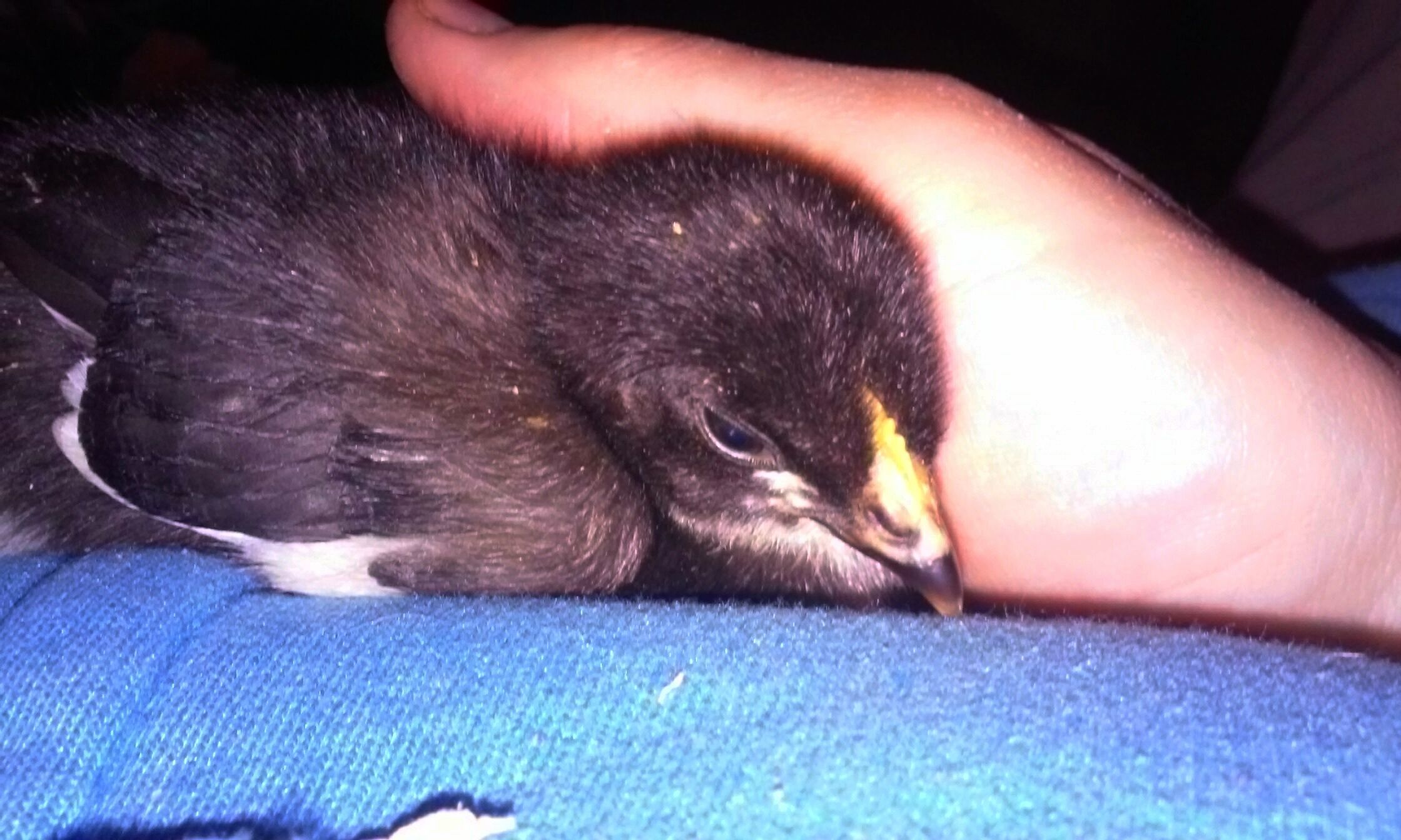 Black Copper Marans chick