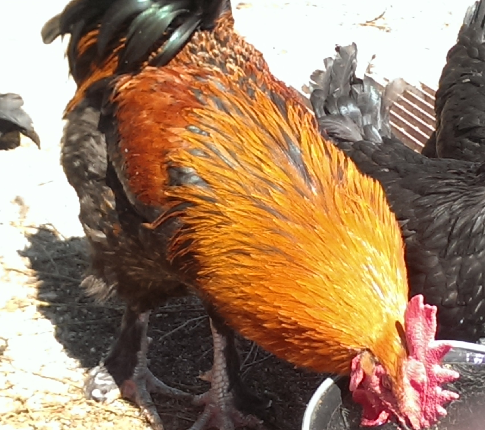 Black Copper Marans from Greenfire