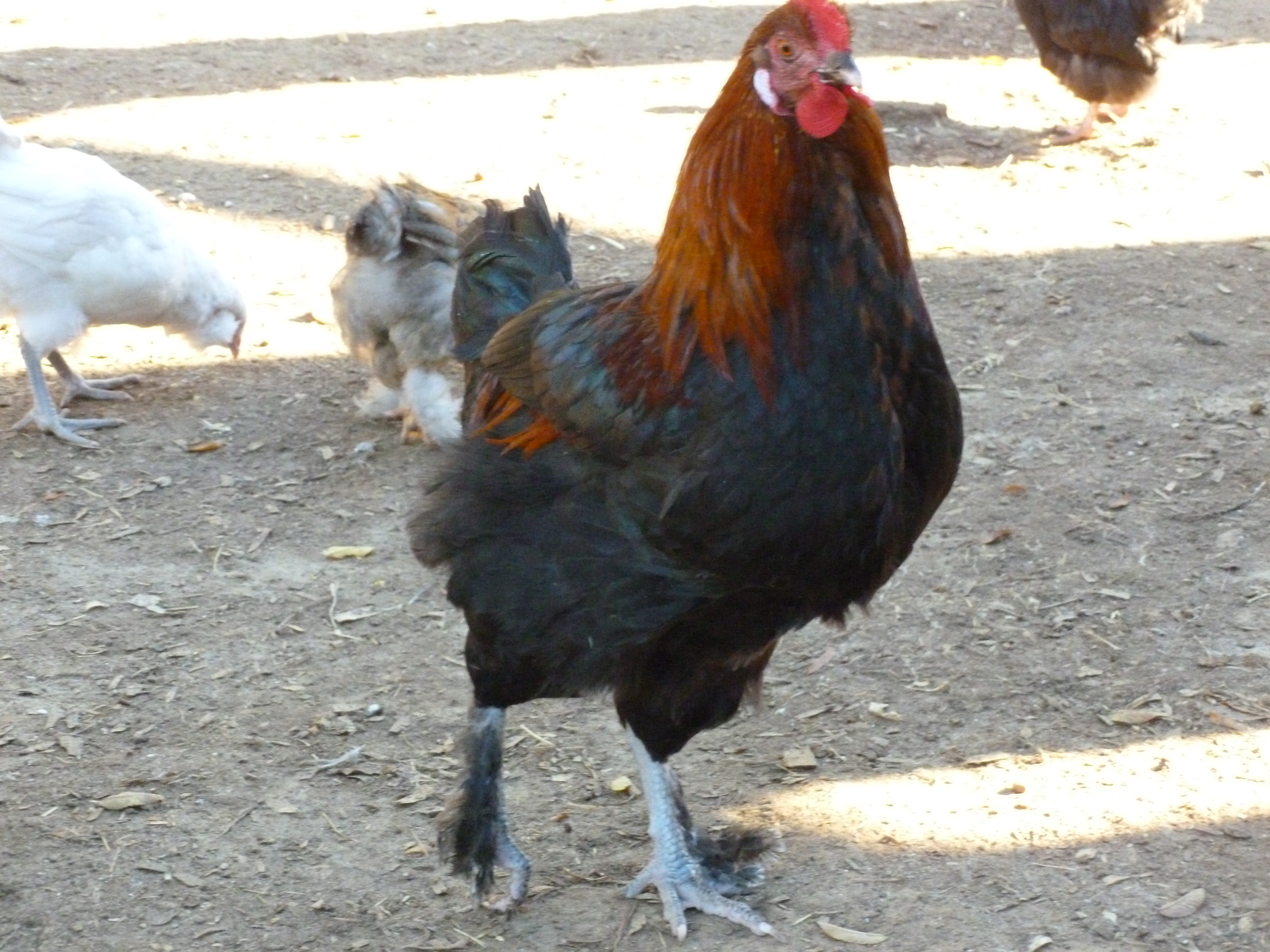 Black copper marans roo. He still doesn't crow yet and he cheeps like a chick but he weighs a ton when he steps on your foot. Trust me