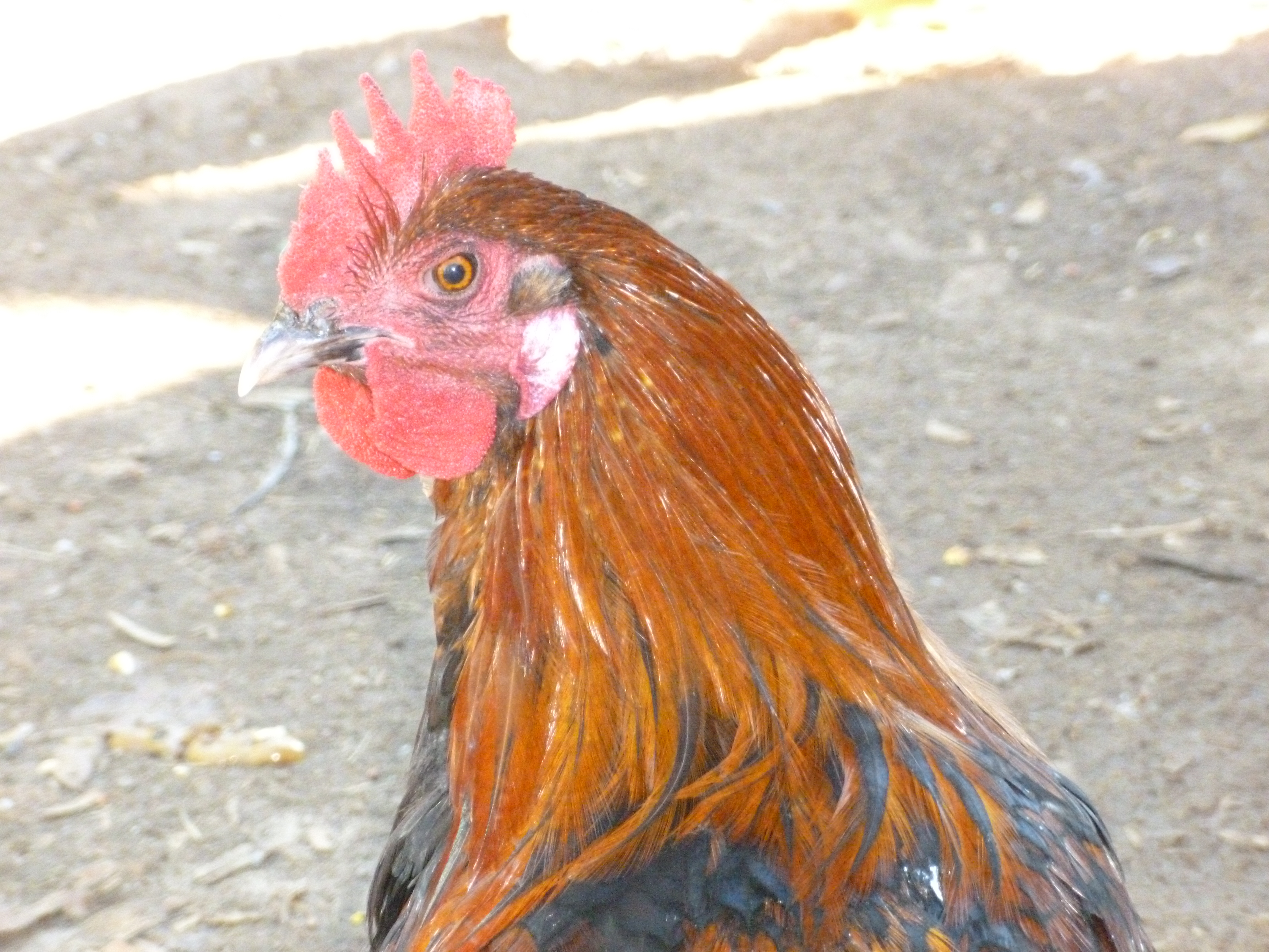 Black Copper Marans Roo