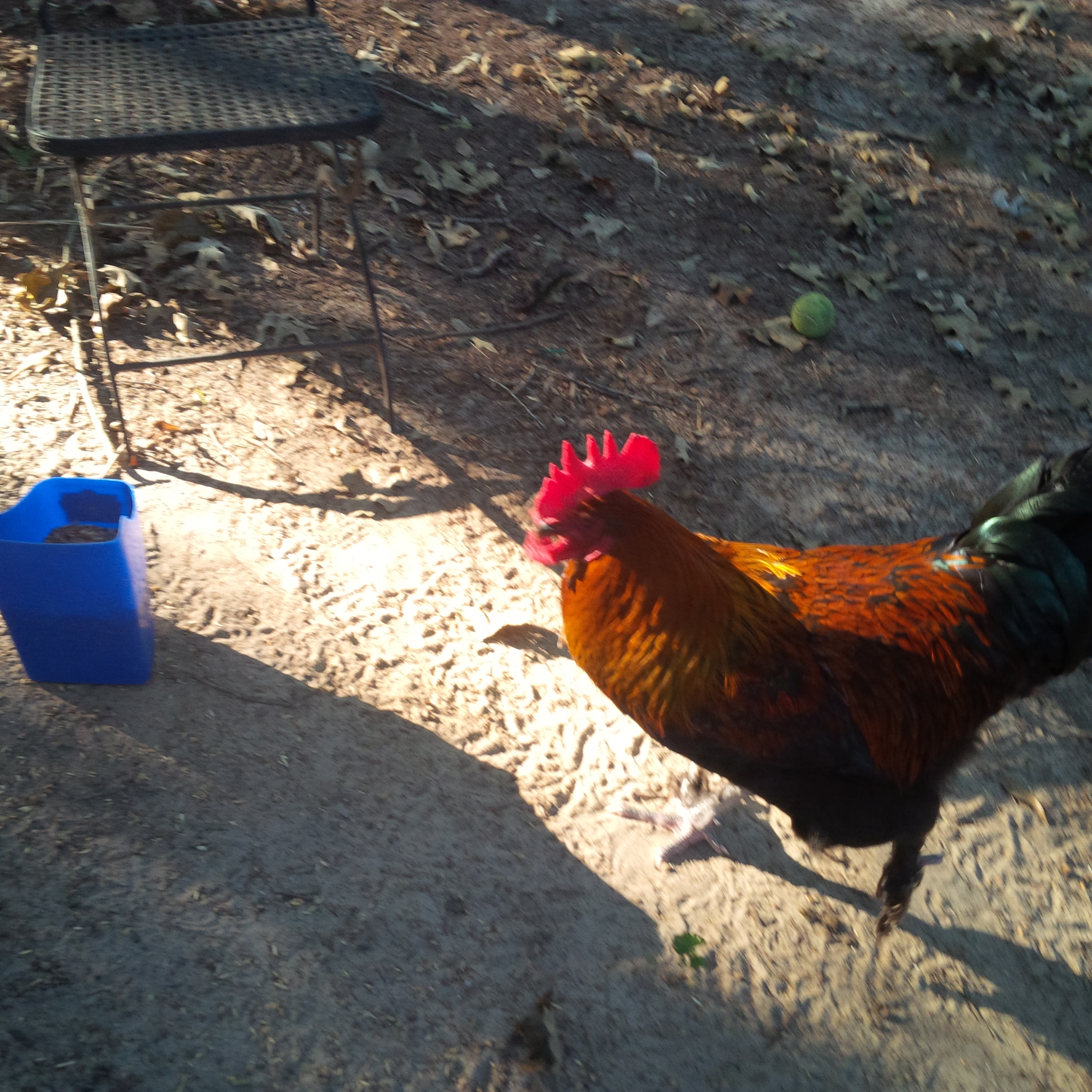 Black Copper Marans Rooster