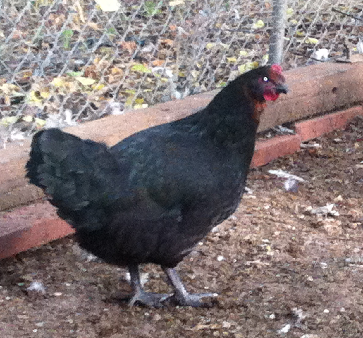Black copper marans x wellie pullet 4 mo
