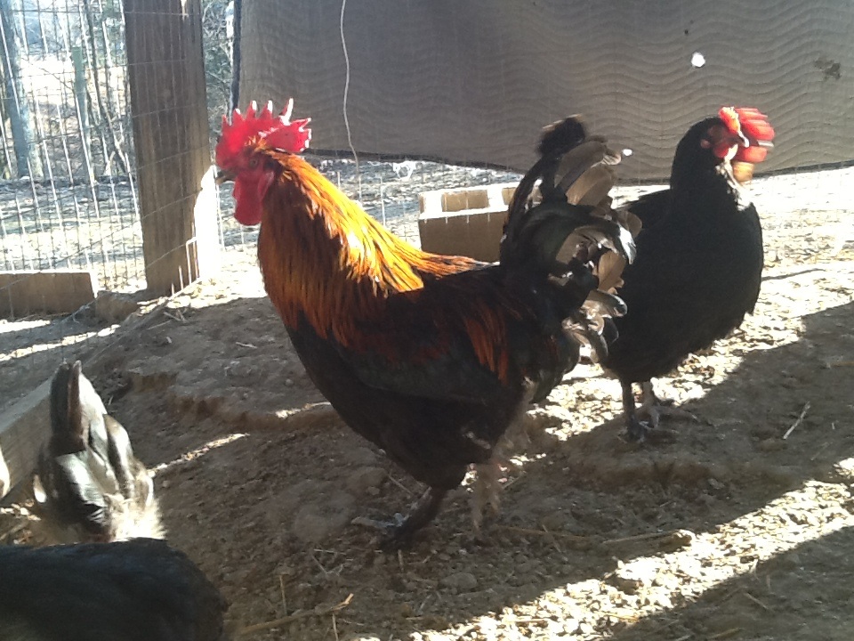 Black copper Marans