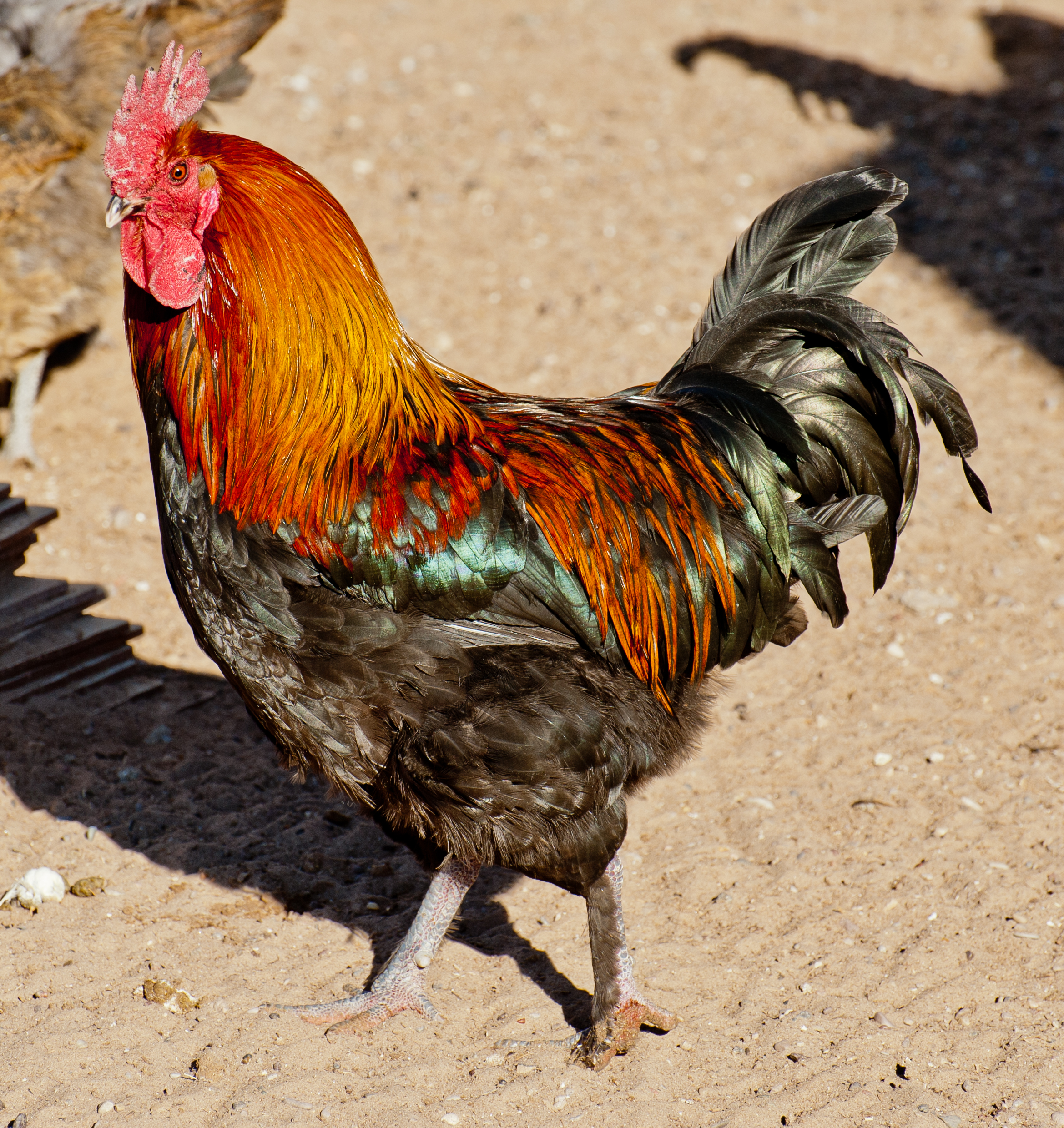 Black Copper rooster