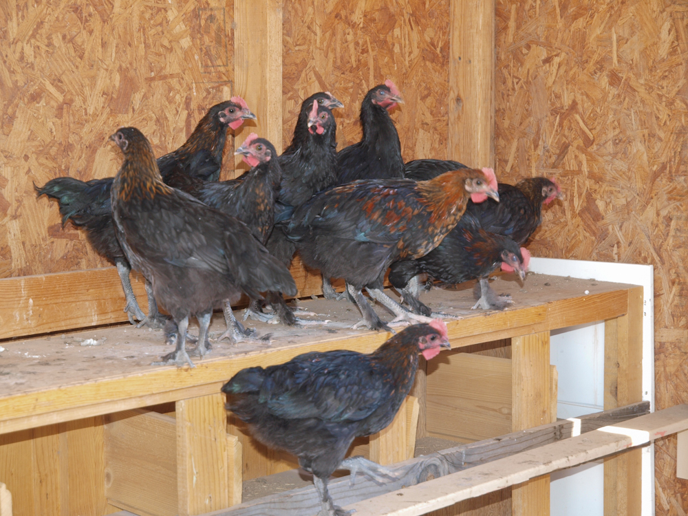 Black Copper youngsters in the grow out pen before they were given free range