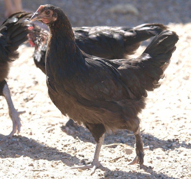 Black Copper youngsters on free range