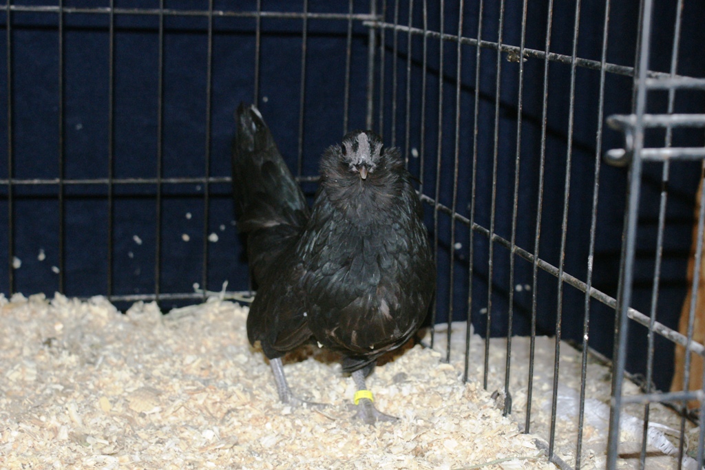 black d'anver hen